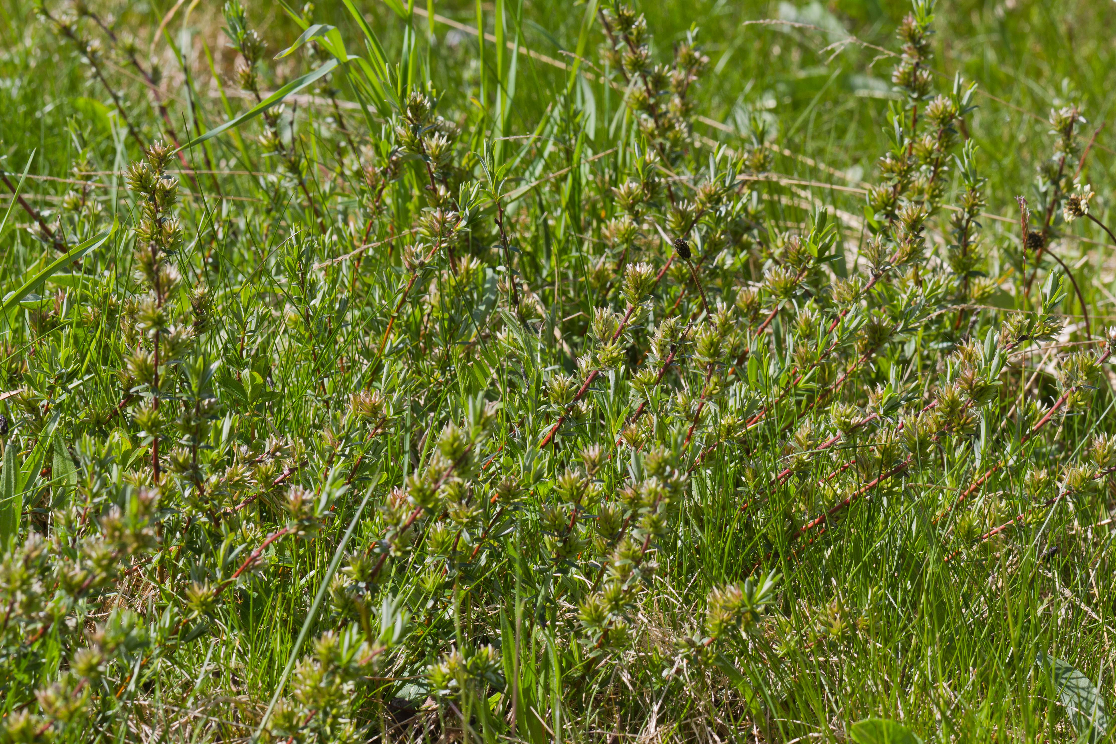 Salicaceae_Salix repens weiblich 1-2.jpg