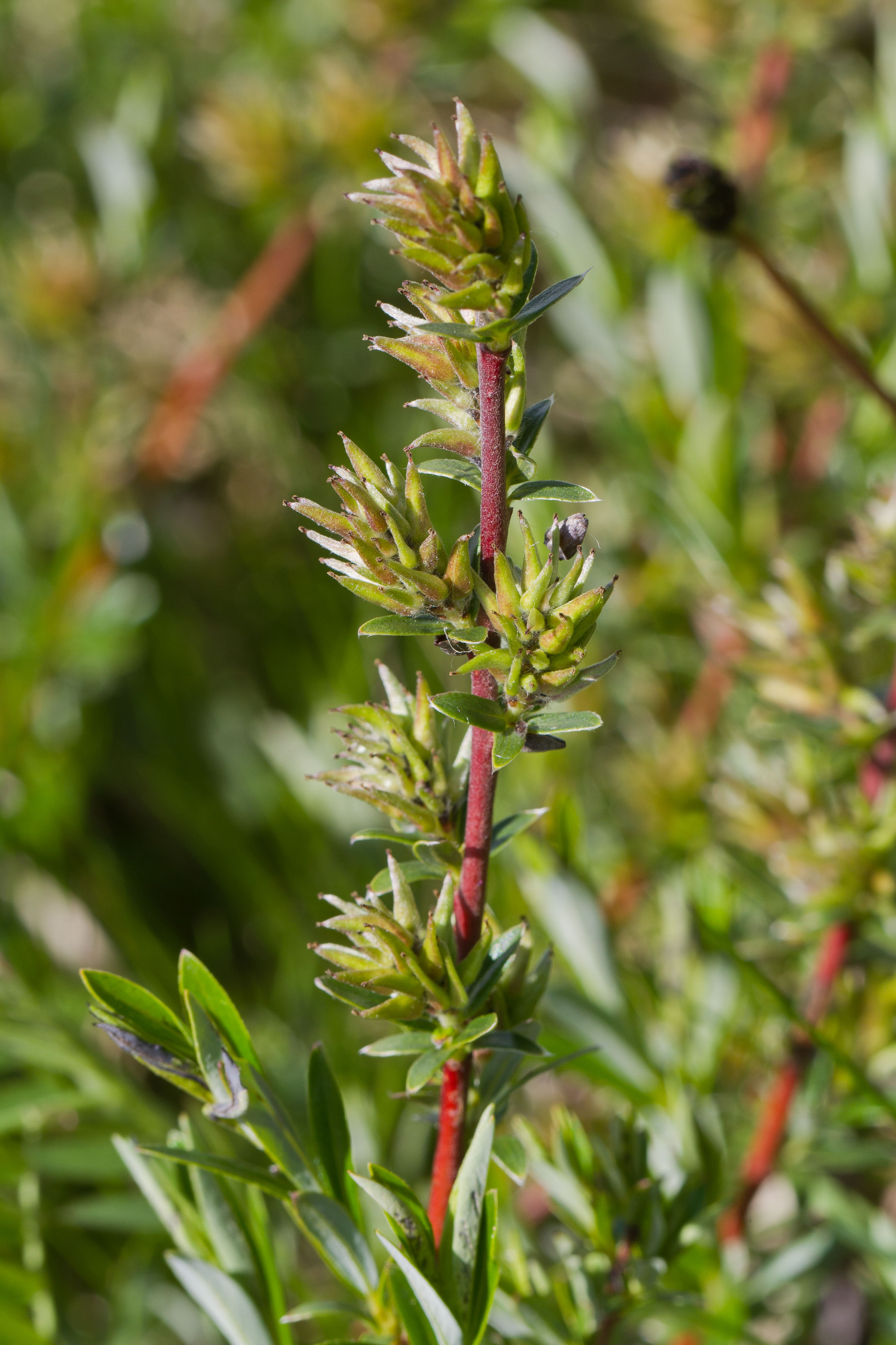 Salicaceae_Salix repens weiblich 2-2.jpg