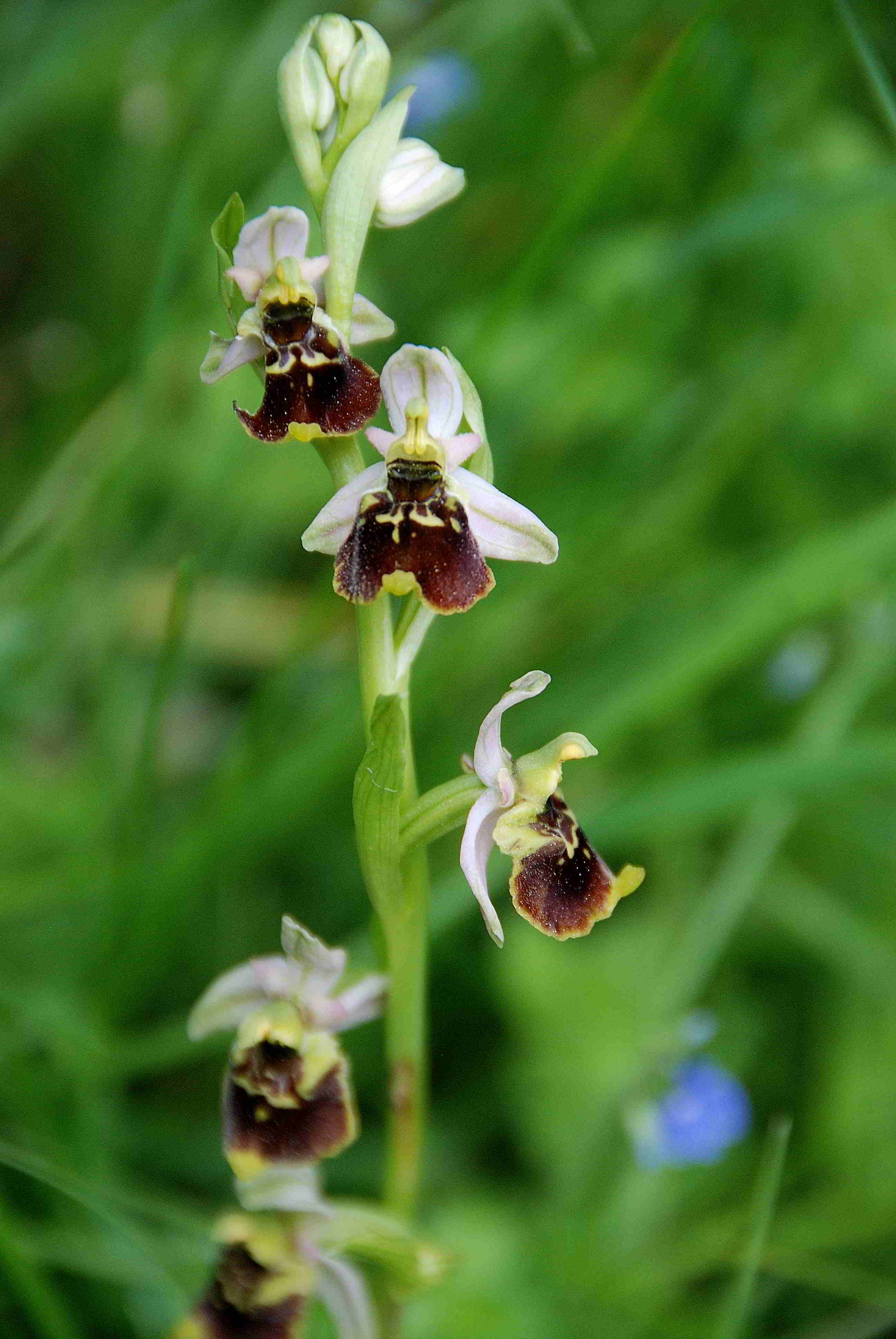 Lilienfeld-20052017-(3)-Hummelragwurz-Ophrys holoserica.JPG