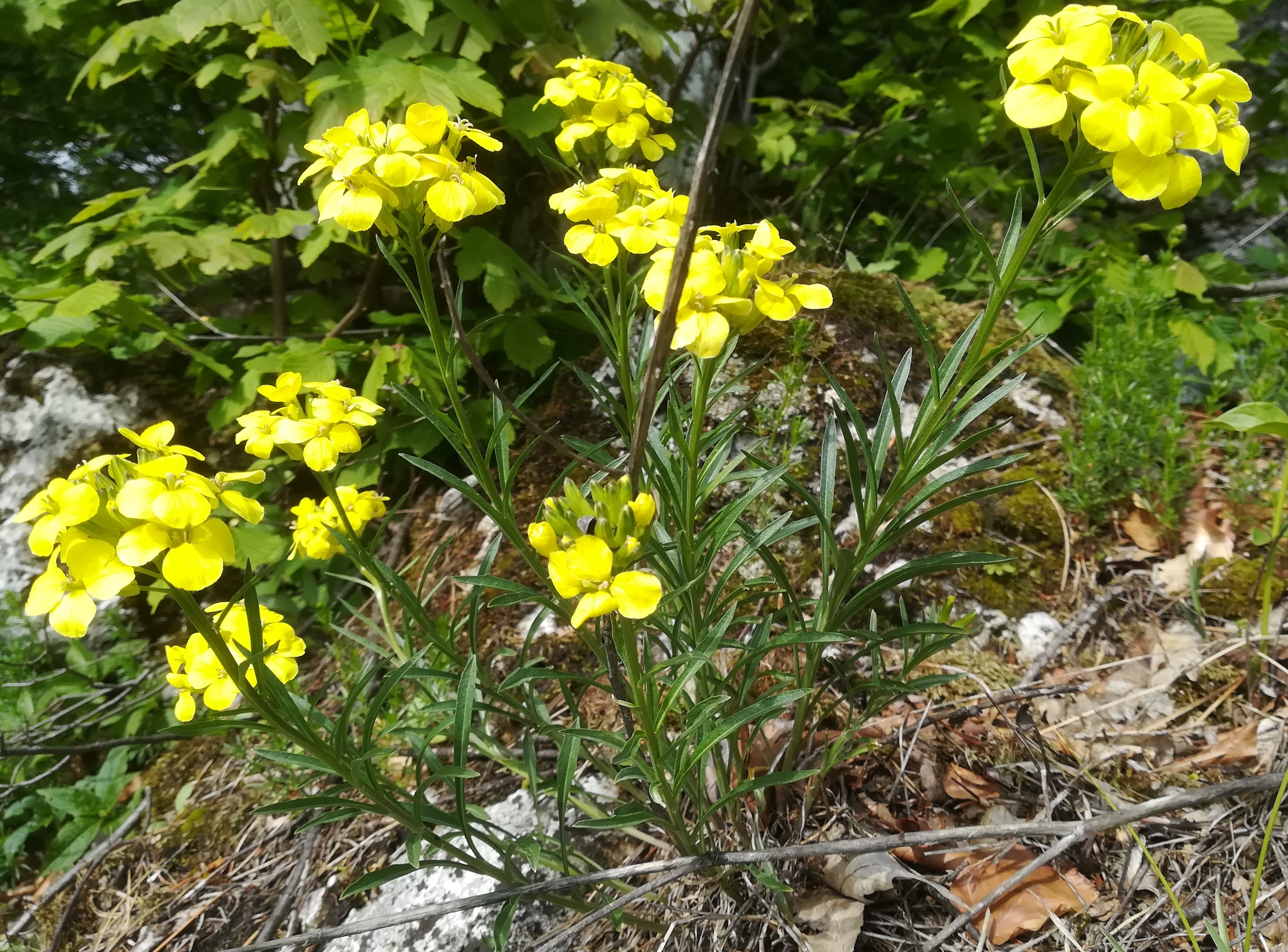 erysimum sylvestre (s. str.) großer marchberg maria raisenberg_20190517_091042.jpg