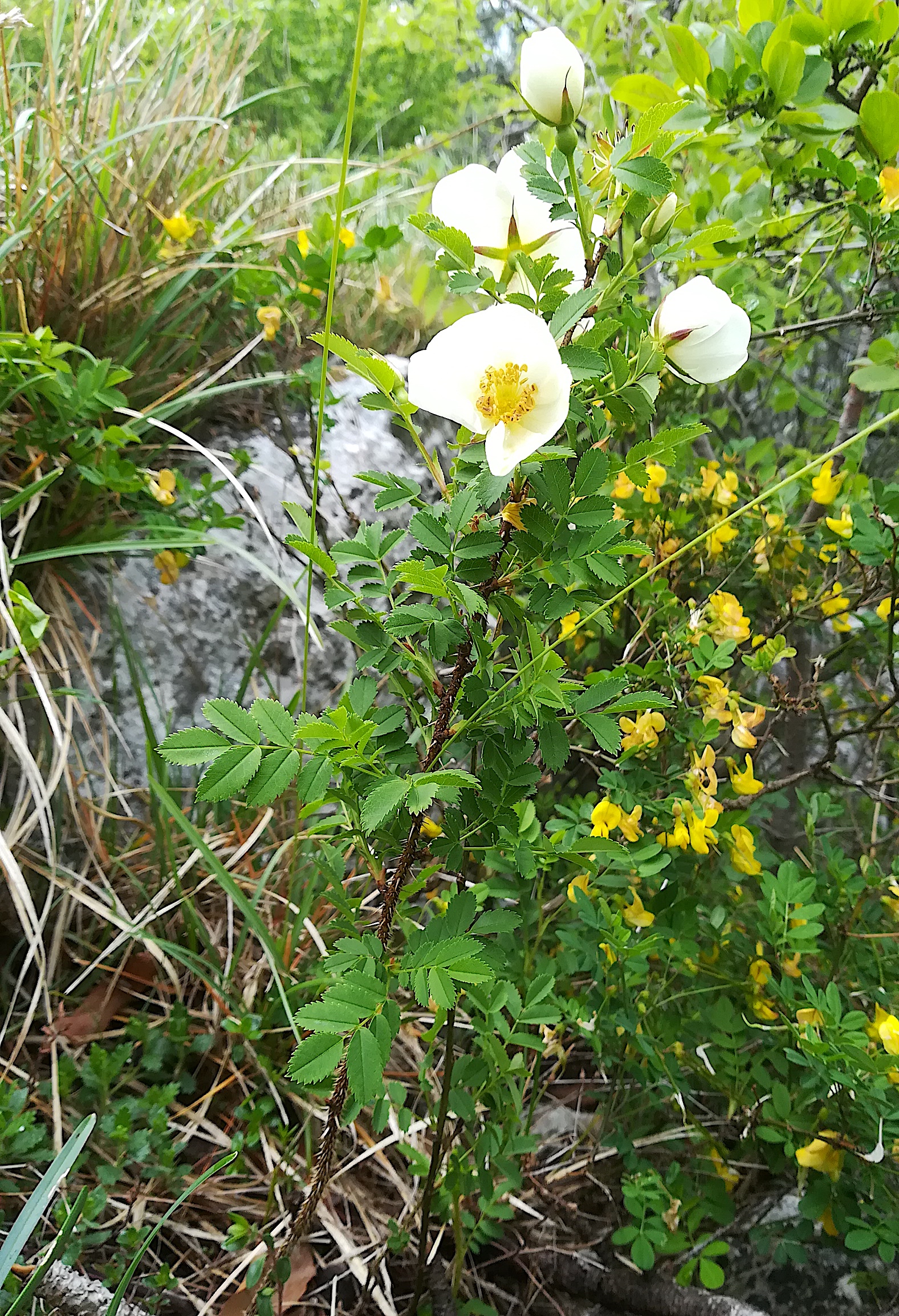 rosa spinosissima großer marchberg maria raisenberg_20190517_091515.jpg