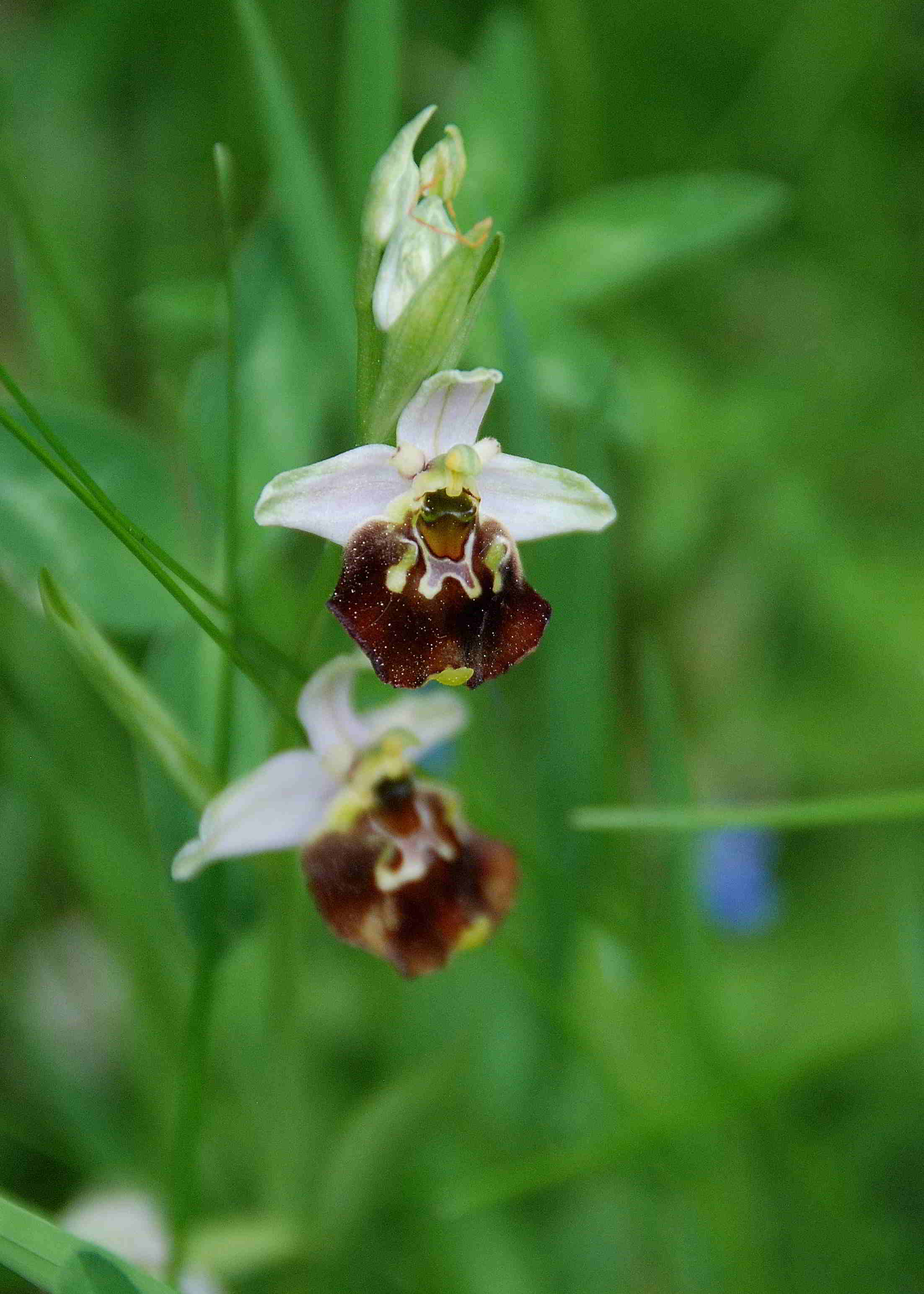 Lilienfeld-20052017-(4)-Hummelragwurz-Ophrys holoserica.JPG