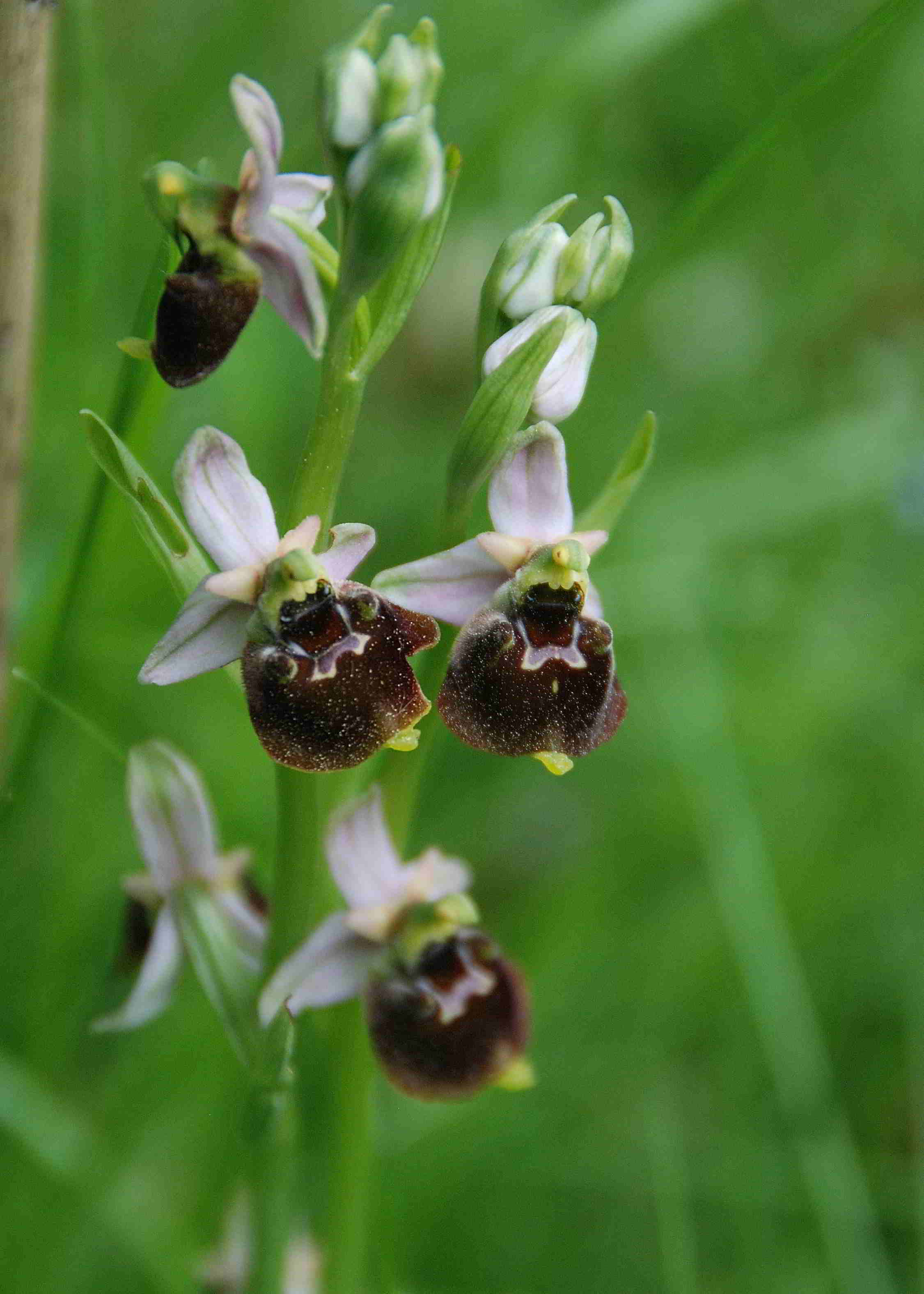 Lilienfeld-20052017-(5)-Hummelragwurz-Ophrys holoserica.JPG