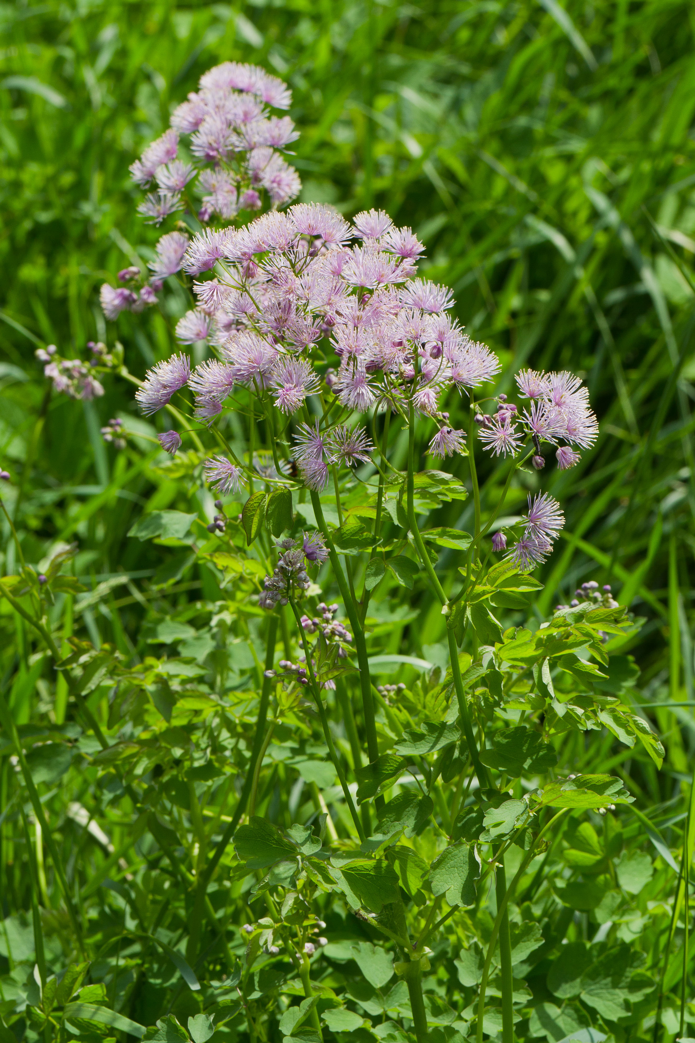 Ranunculaceae_Thalictrum aquilegiifolium 1-2.jpg