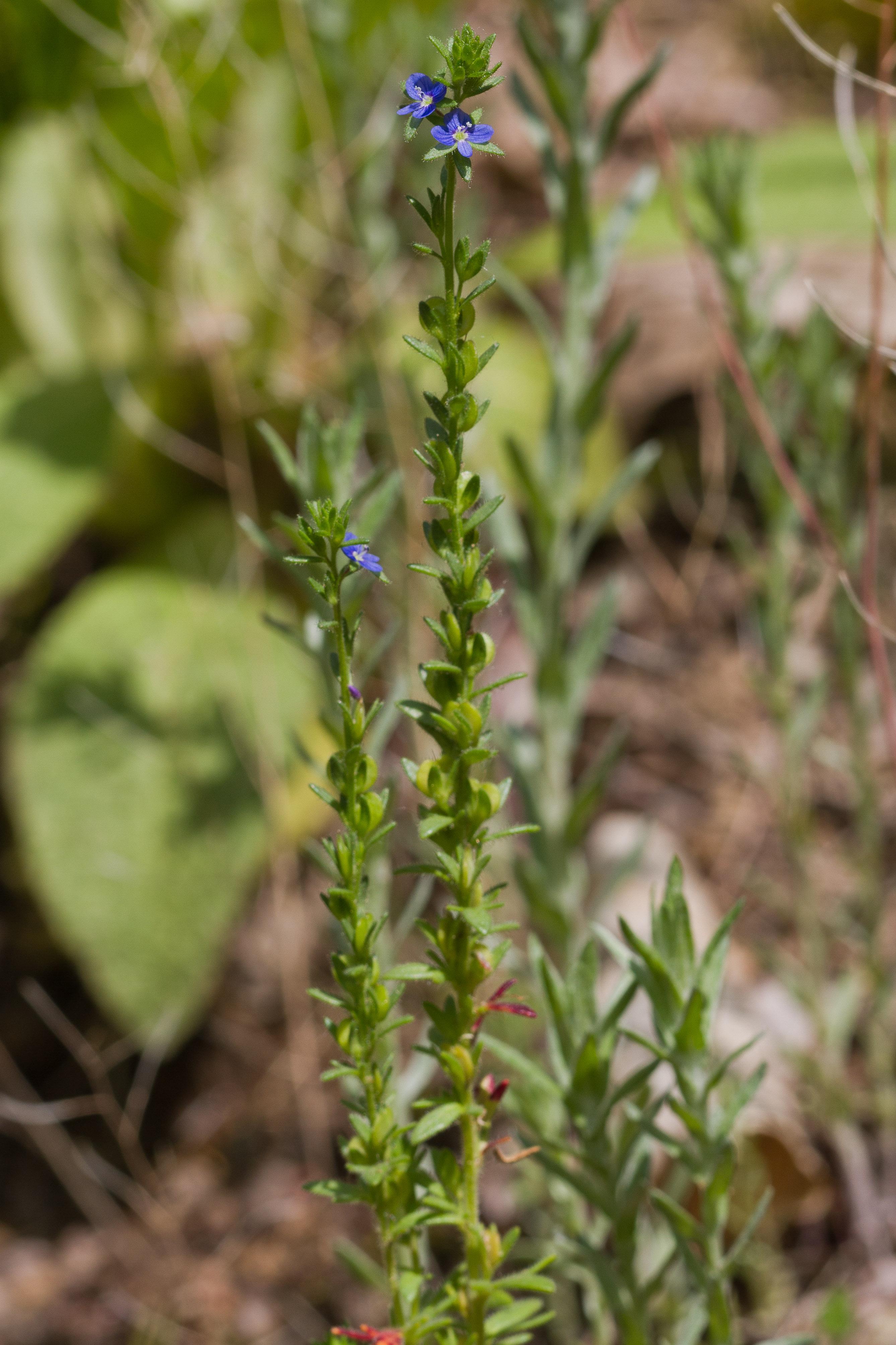 Antirrhinaceae_Veronica dillenii 1-2.jpg