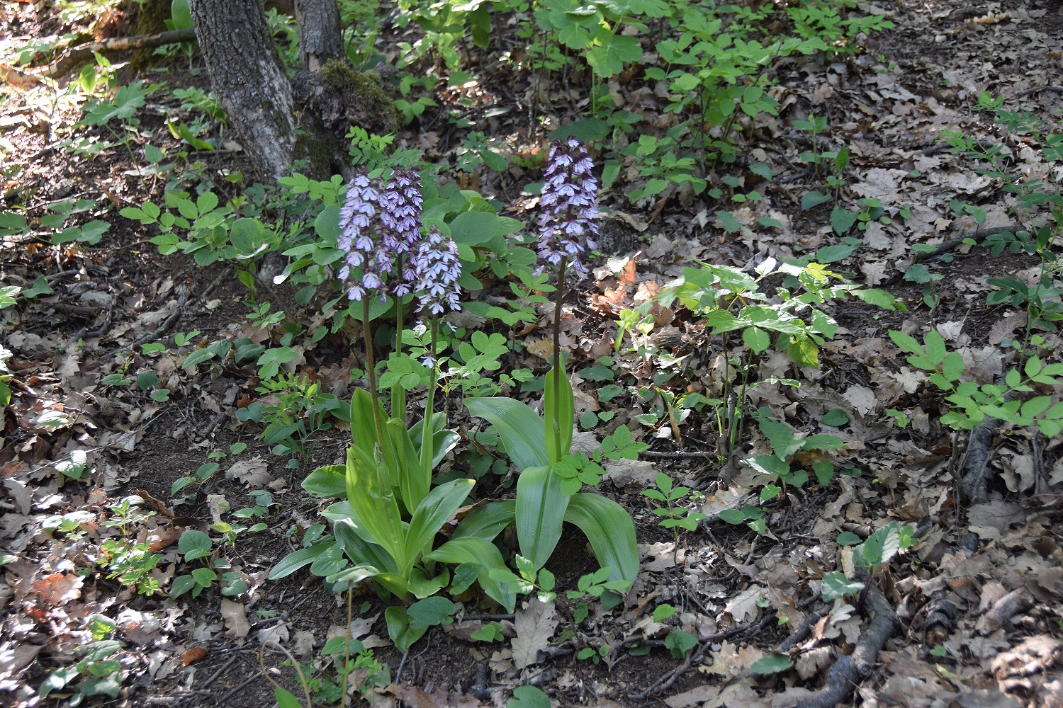 Hinterbrühl-10052019-(42) - Orchis purpurea - Purpur-Knabenkraut.JPG