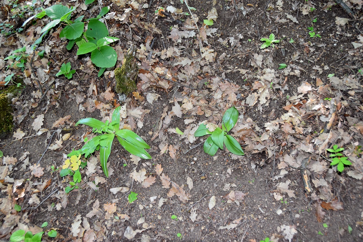 Hinterbrühl-10052019-(45) - Orchis purpurea - Purpur-Knabenkraut.JPG