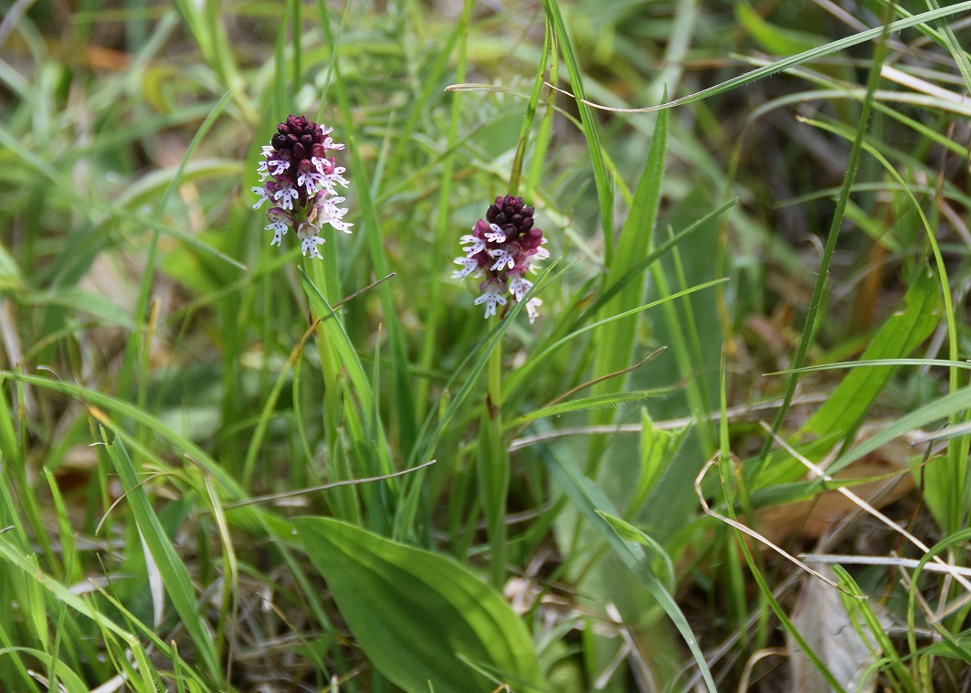 Weissenbach-10052019-(15) - Neotinea ustulata - Brand-Keuschständel.JPG