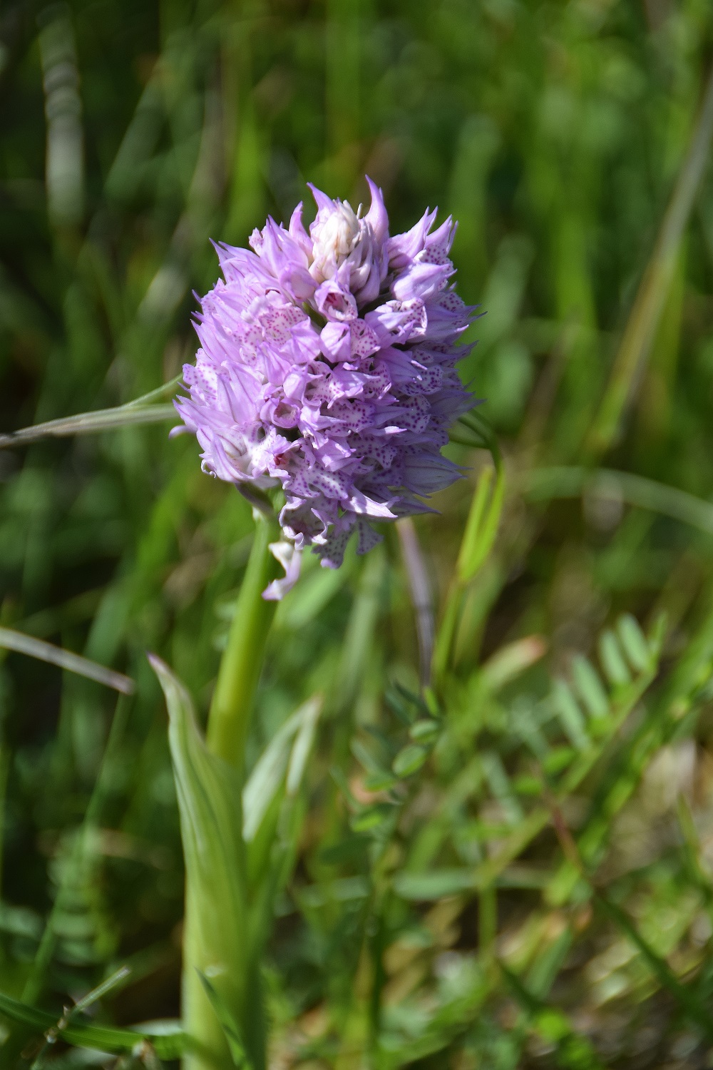 Weissenbach-10052019-(21) - Neotinea tridentata - Dreizahn-Keuschständel.JPG