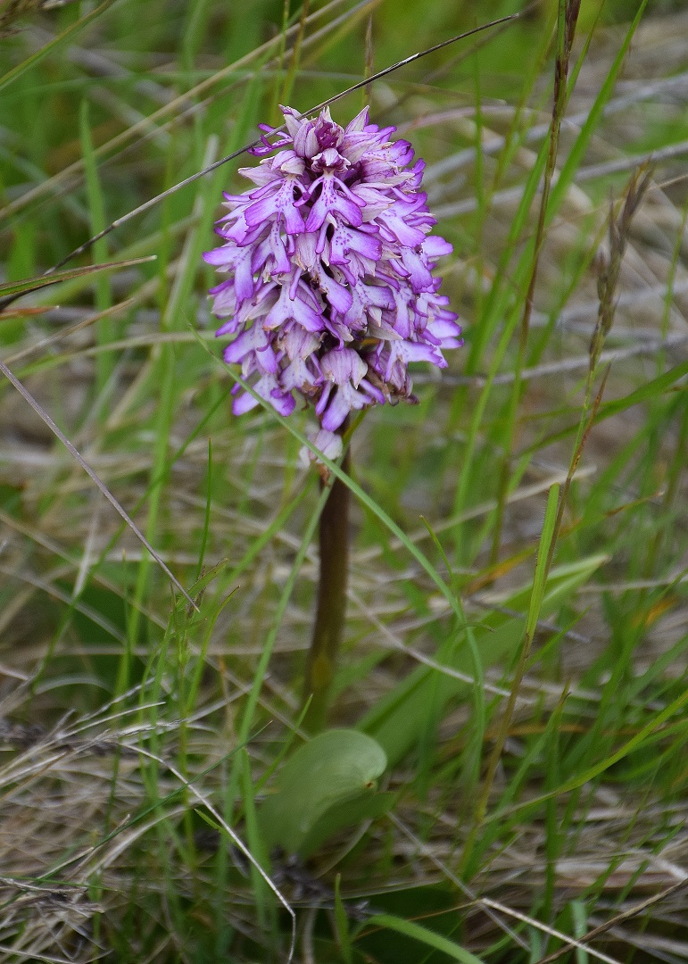 Mödling-11052019-(75) - Orchis purpurea - Purpur-Knabenkraut.JPG