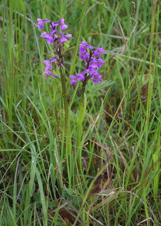 Kaltenleutgeben -H-11052019-(14) - Anacamptis morio - Klein-Hundswurz.JPG