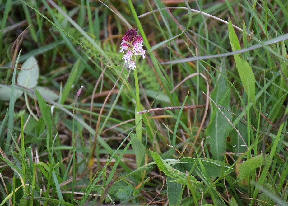 Kaltenleutgeben -H-11052019-(12) - Neotinea ustulata - Brand-Keuschständel.JPG