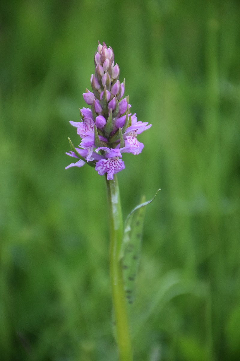 Kaltenleutgeben -H-11052019-(10) - Dactylorhiza fuchsii - Fuchs-Fingerwurz.JPG