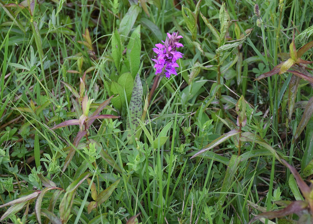 Kaltenleutgeben -H-11052019-(7) - Dactylorhiza majalis - Breitblatt-Fingerwurz.JPG