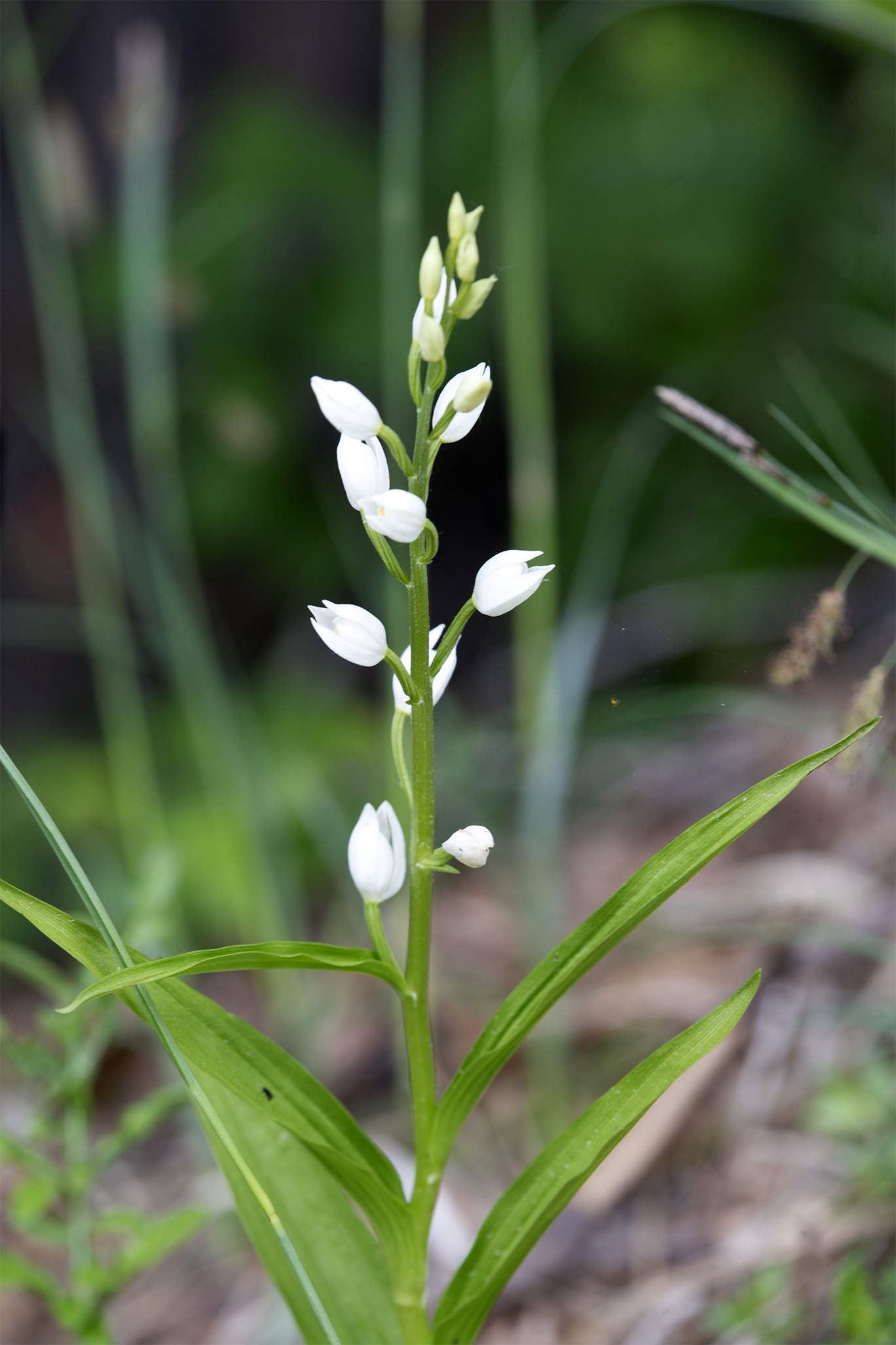 Cephalanthera longifolia.jpg