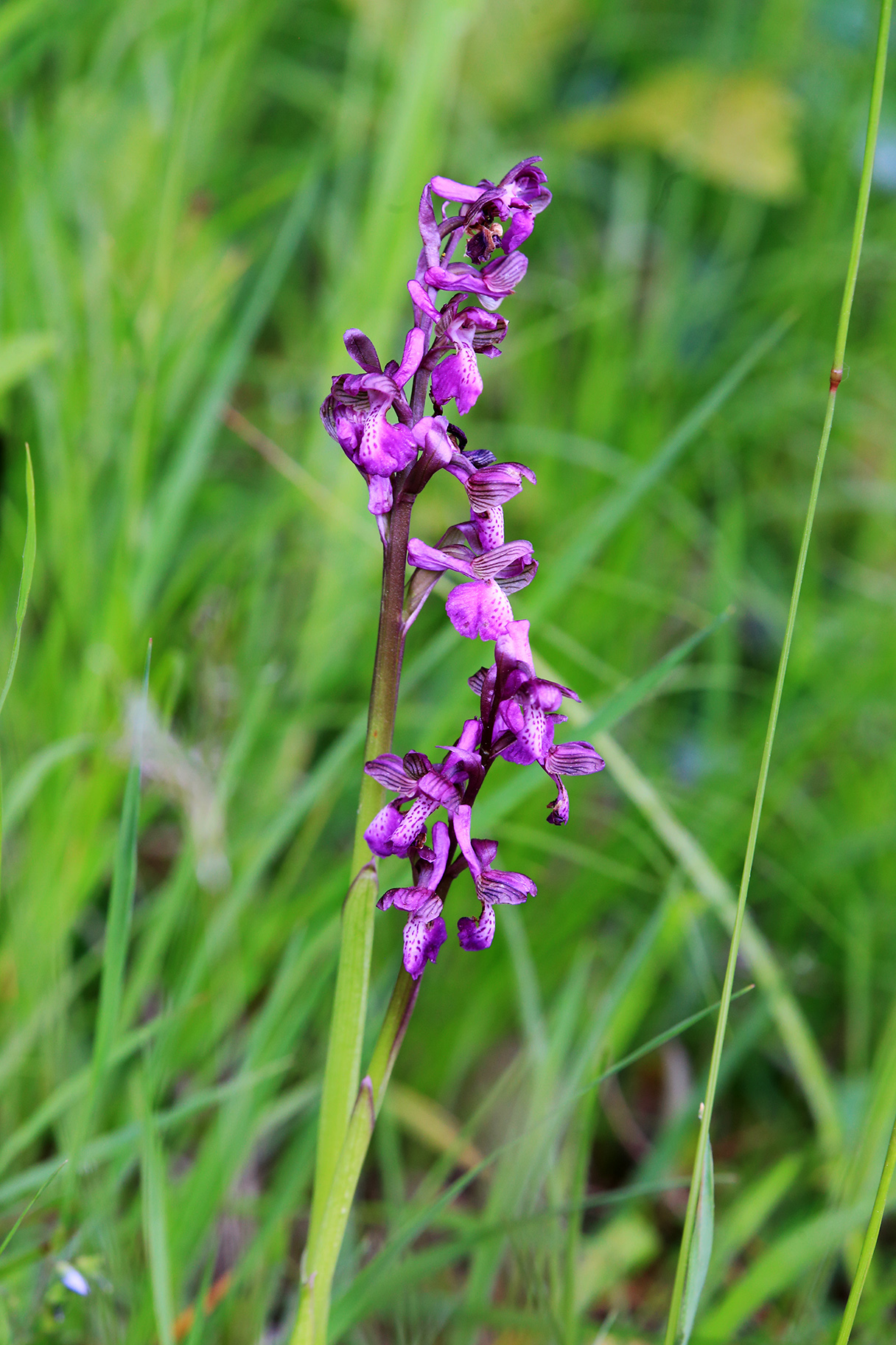 Anacamptis morio.jpg