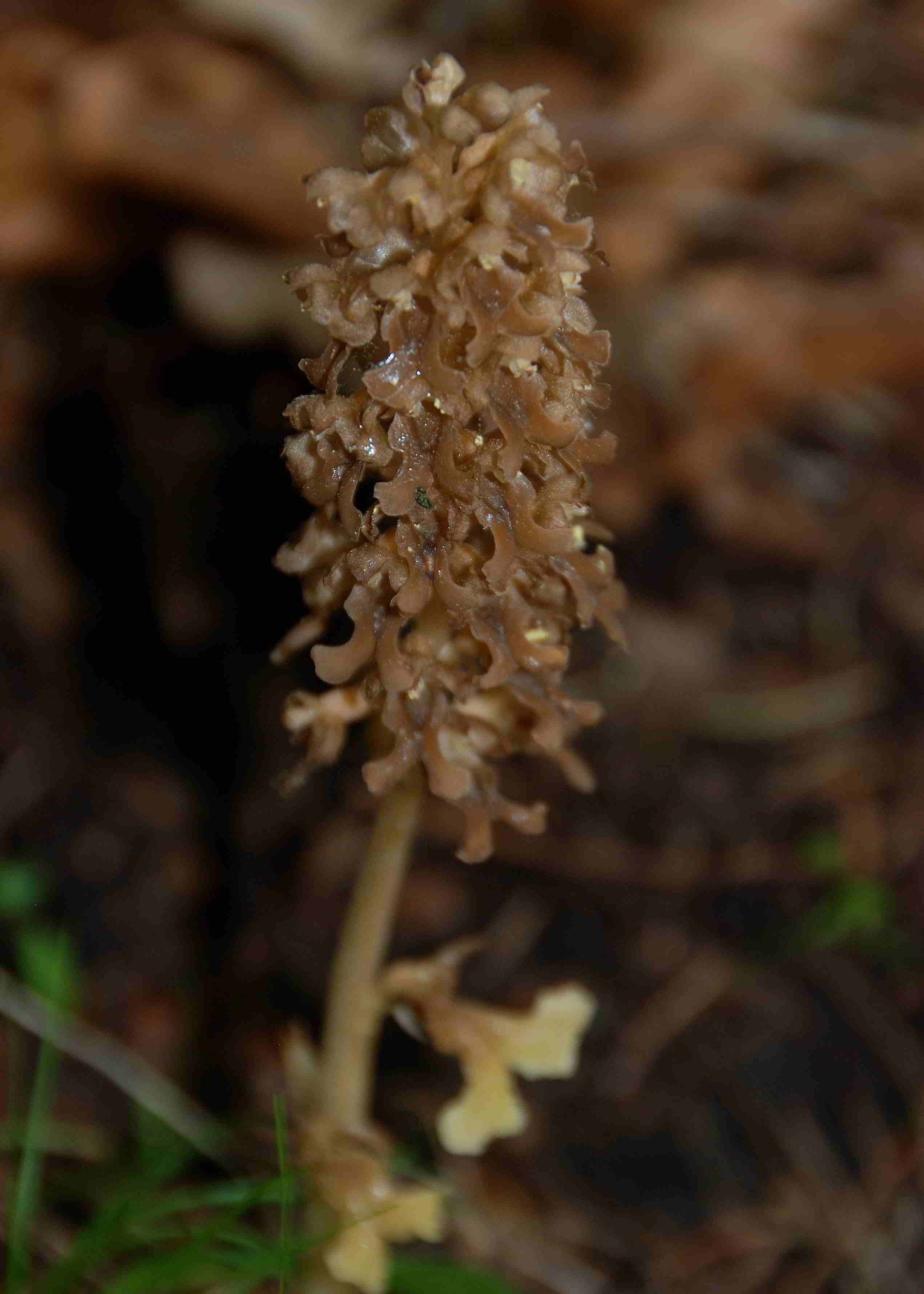 Lilienfeld-20052017-(35)-Vogelnestwurz.JPG