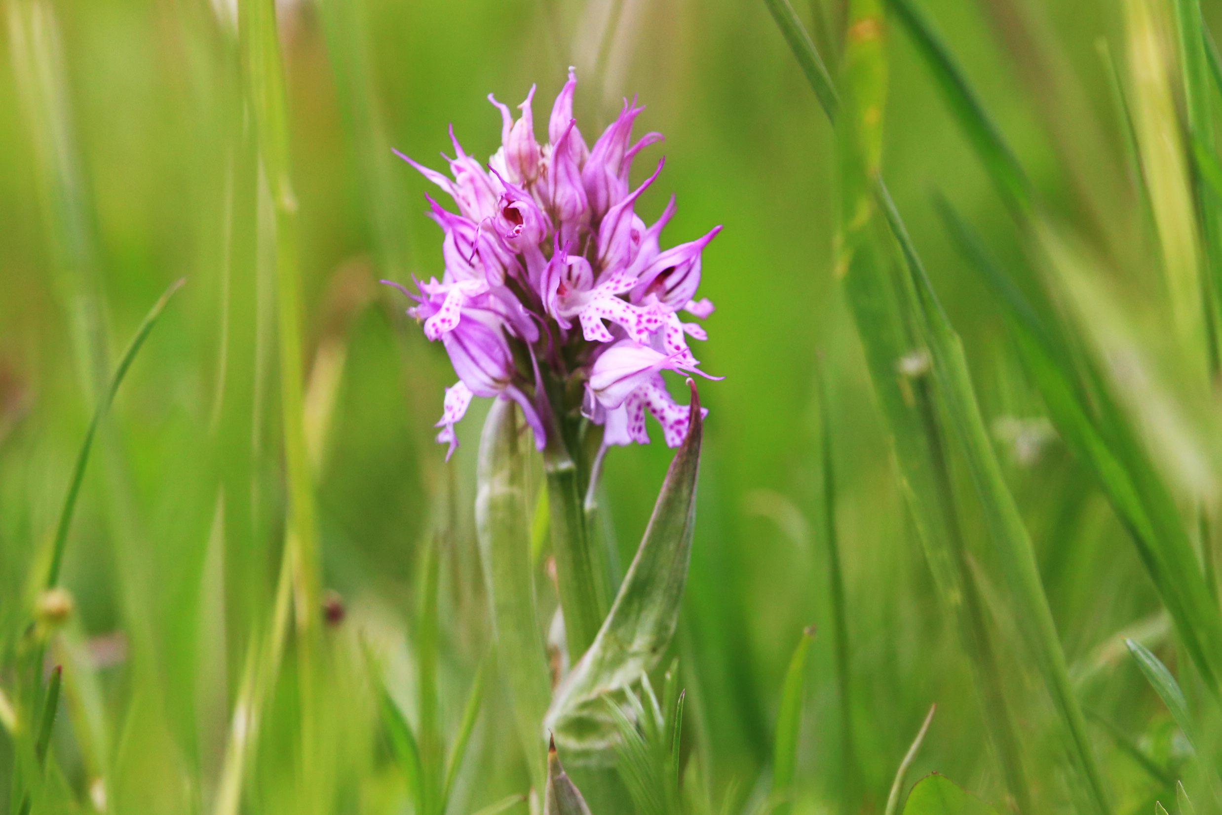 Neotinea tridentata1.jpg