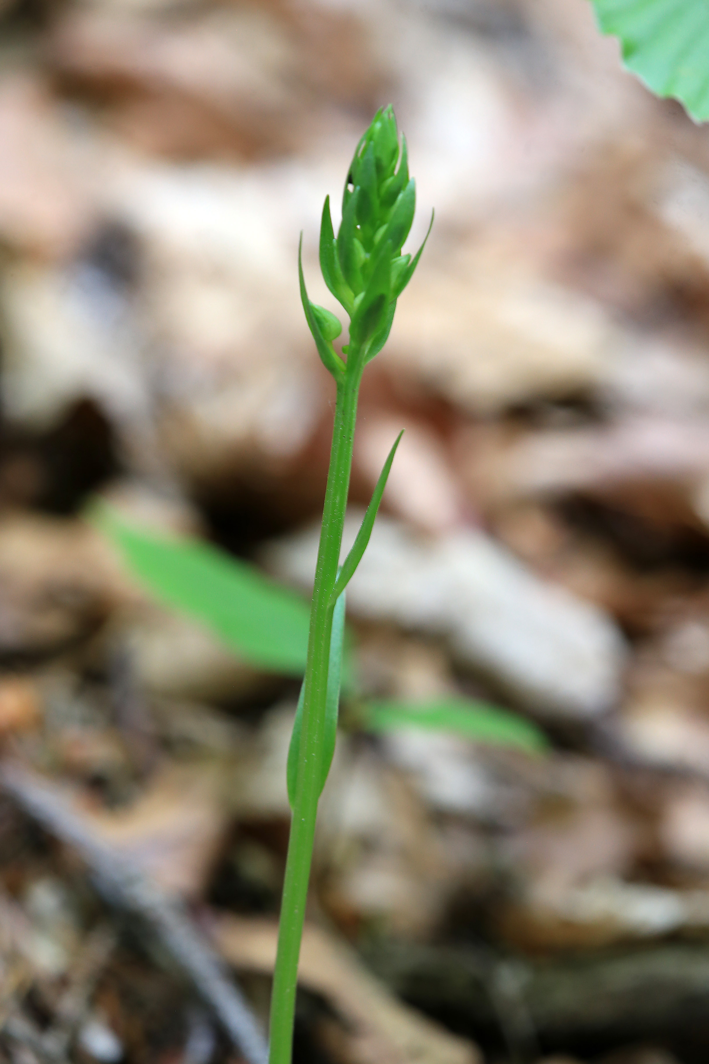 Platanthera2.jpg