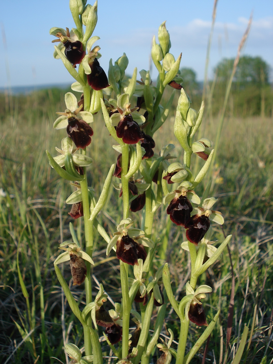 Ophrys holoserica x insectifera.JPG