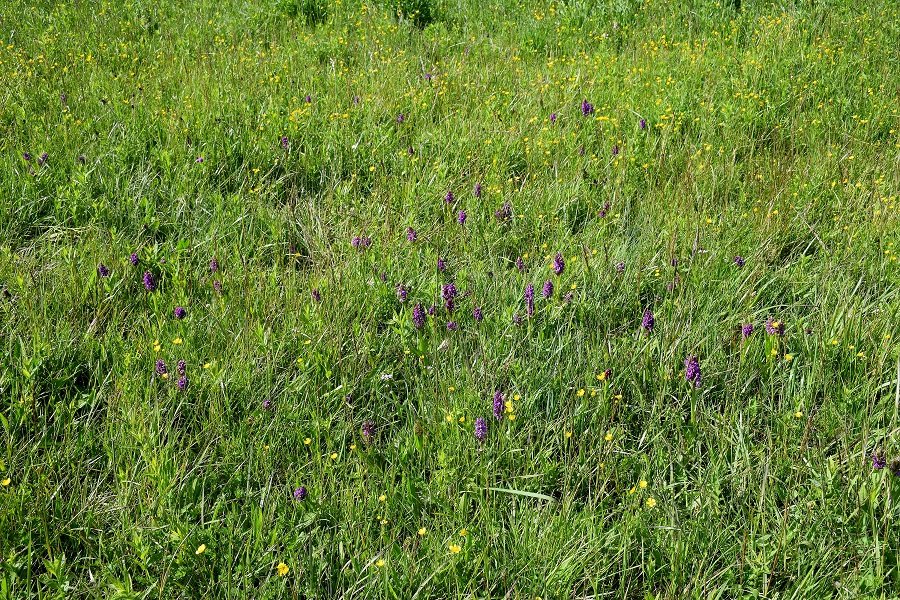 Wien 23-Kalksburg -E-17052019-(19) - Dactylorhiza majalis - Breitblatt-Fingerwurz.JPG