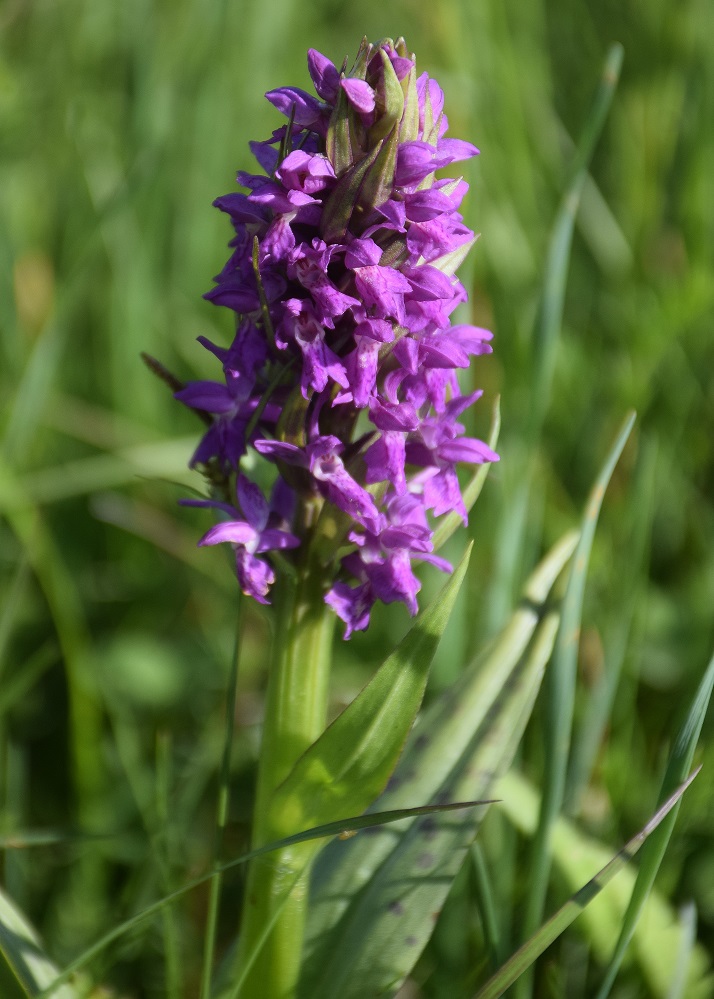 Wien 23-Kalksburg -E-17052019-(48) - Dactylorhiza majalis - Breitblatt-Fingerwurz.JPG