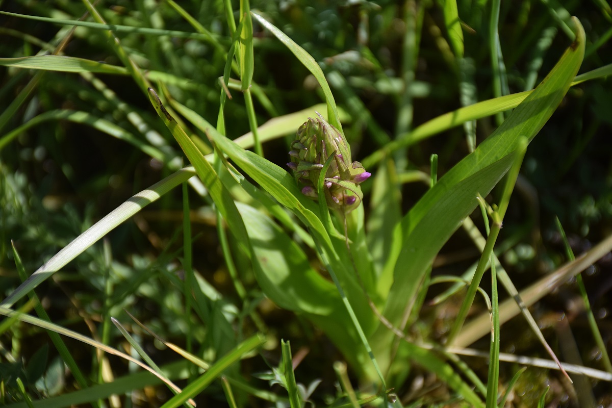 Wien 23-Kalksburg -E-17052019-(5) - Dactylorhiza incarnata - Fleisch-Fingerwurz.JPG