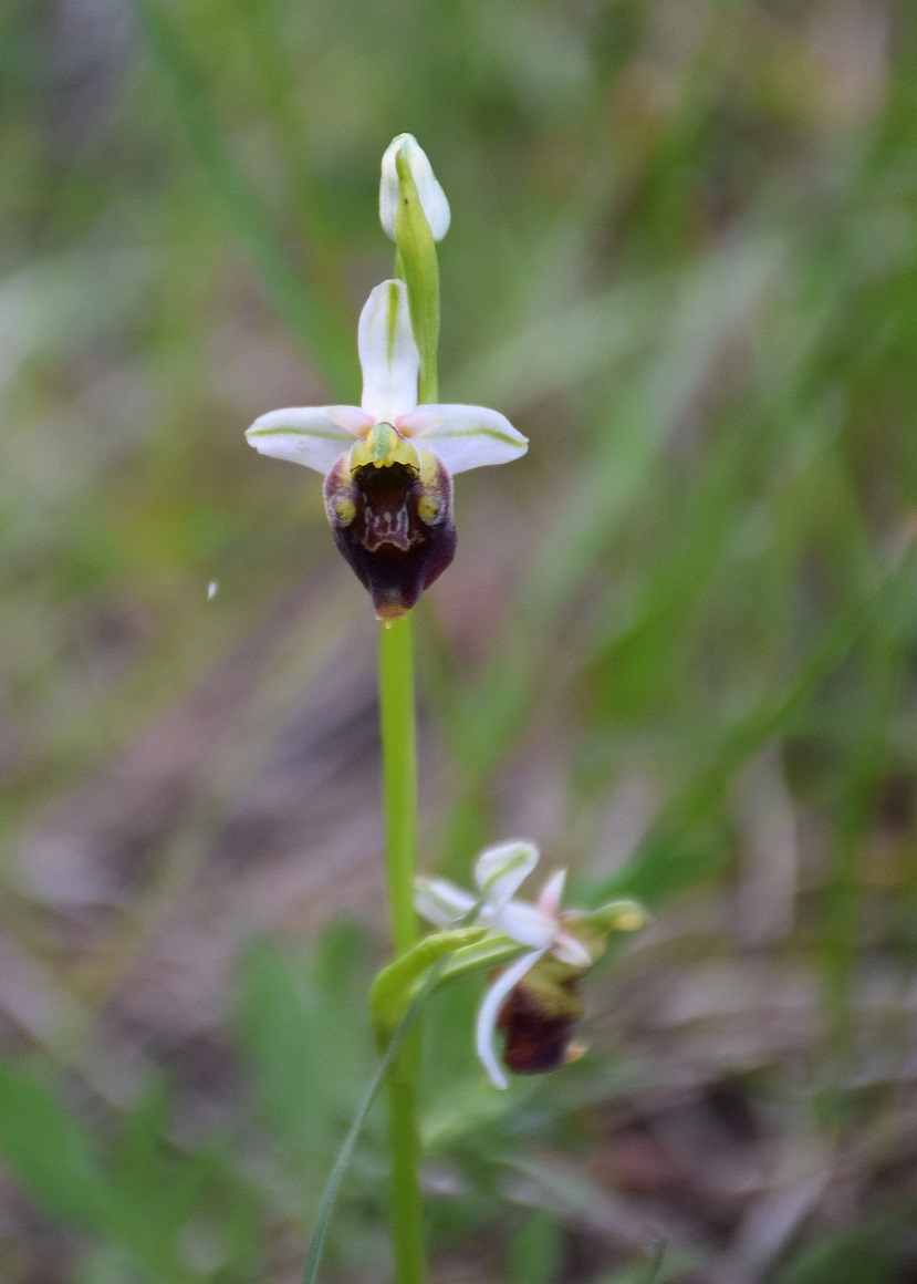 Wien 23-Rodaun-E-19052019-(5) - Ophrys holoserica - Hummel-Ragwurz.JPG