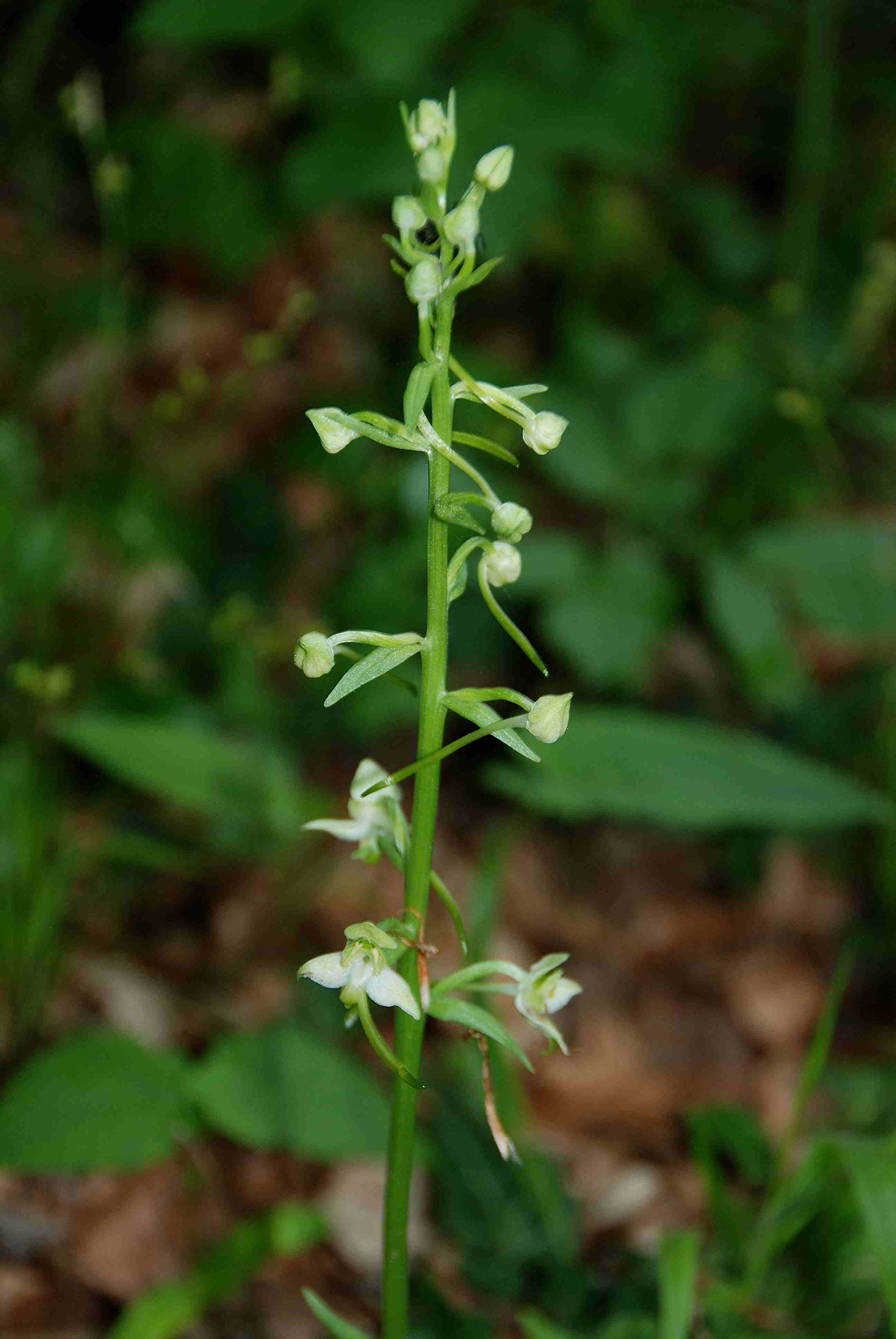 Lilienfeld-20052017-(43)-Weg zum Leopoldseder-Pl. chlorantha.JPG