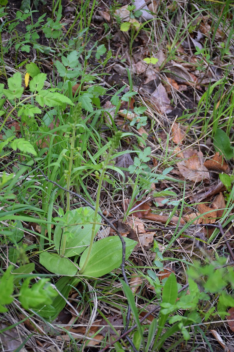 Wien 23-Rodaun-E-19052019-(12) - Neottia ovata - Gross-Zweiblatt.JPG