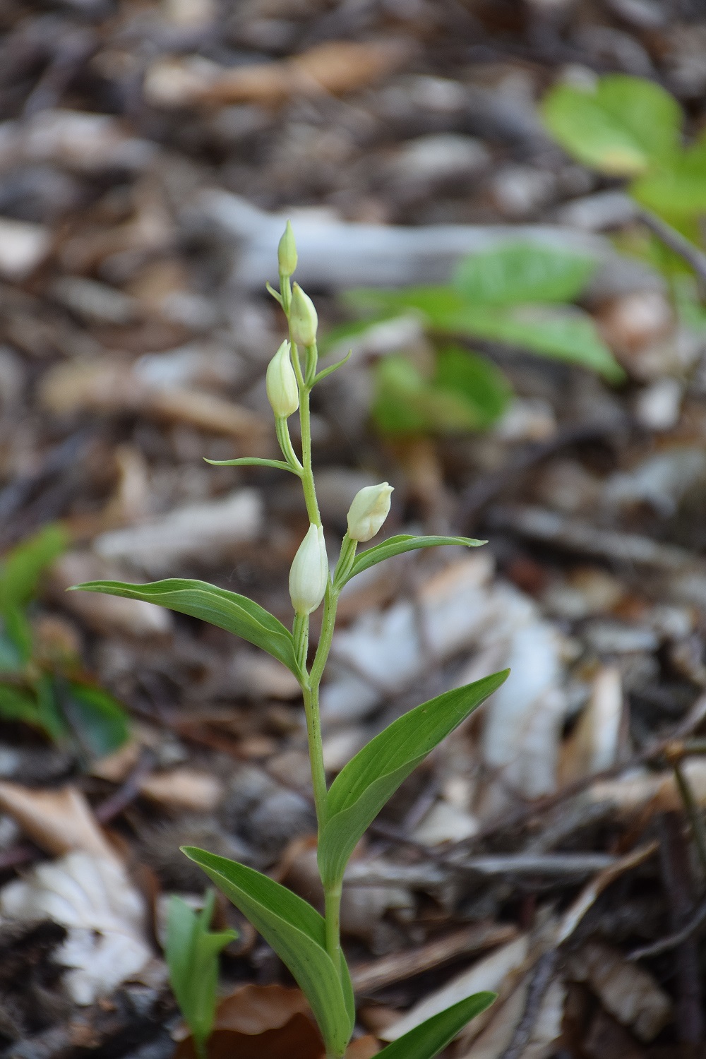 Wien 23-Rodaun-E-19052019-(17) - Cephalantera damasonium - Breitblatt-Waldvögelein.JPG