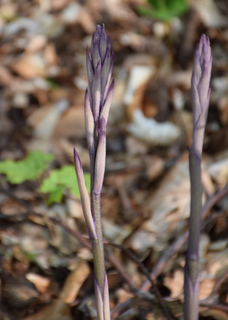 Wien 23-Rodaun-E-19052019-(27) - Limodorum abortivum - Violett-Dingel.JPG