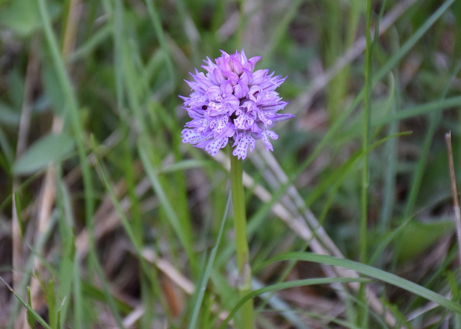 Nöstach-18052019-(7) - Neotinea tridentata - Dreizahn-Keuschständel.JPG