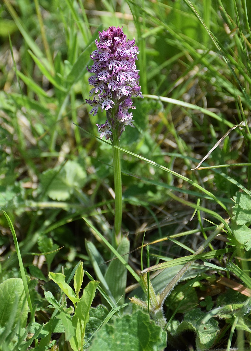 Nöstach-18052019-(13) - Neotinea tridentata × N. ustulata.JPG