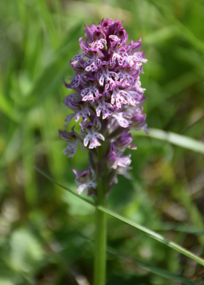 Nöstach-18052019-(14) - Neotinea tridentata × N. ustulata.JPG