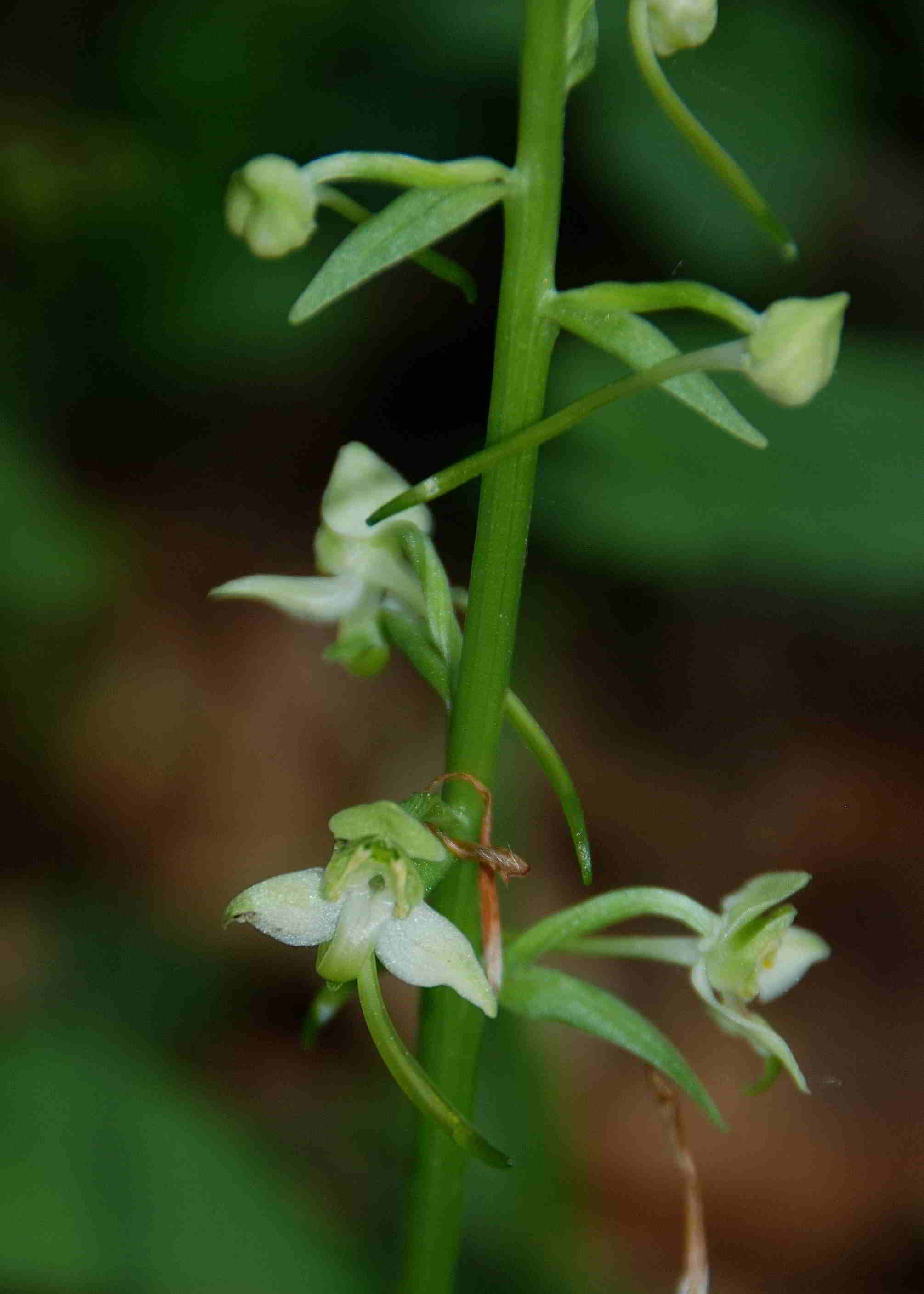 Lilienfeld-20052017-(44)-Weg zum Leopoldseder-Pl. chlorantha.JPG