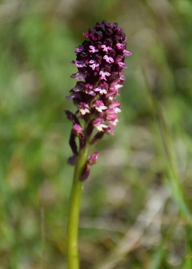 Nöstach-18052019-(26) - Neotinea tridentata × N. ustulata fraglich.JPG