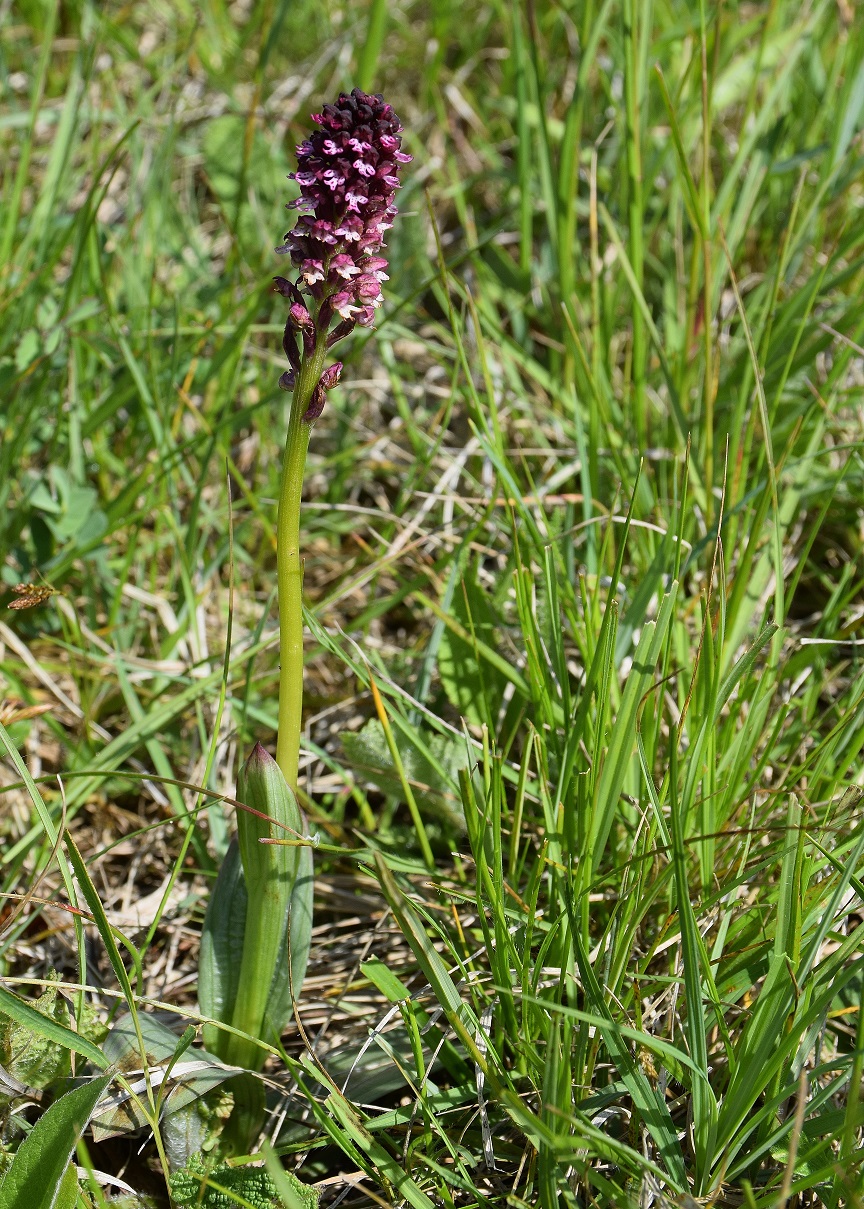 Nöstach-18052019-(27) - Neotinea tridentata × N. ustulata fraglich.JPG