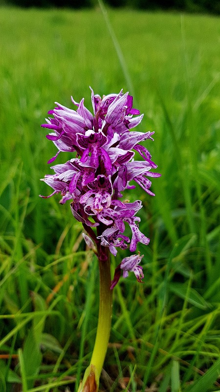 k-Anacamptis militaris skuril.jpg