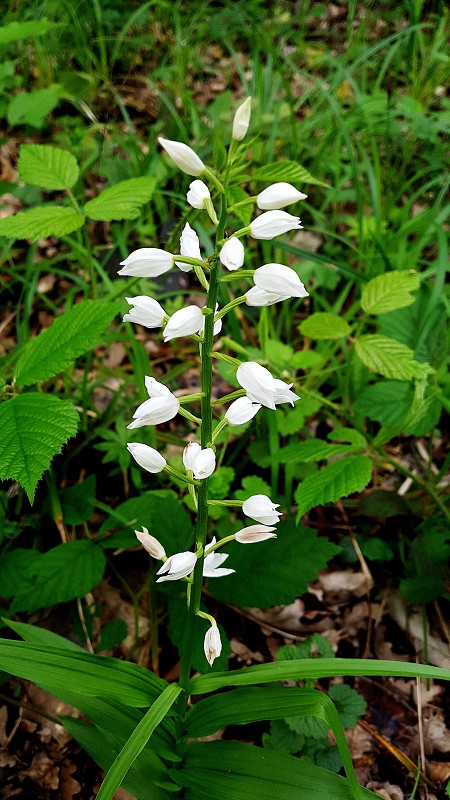 k-Cephalanthera longifolia.jpg