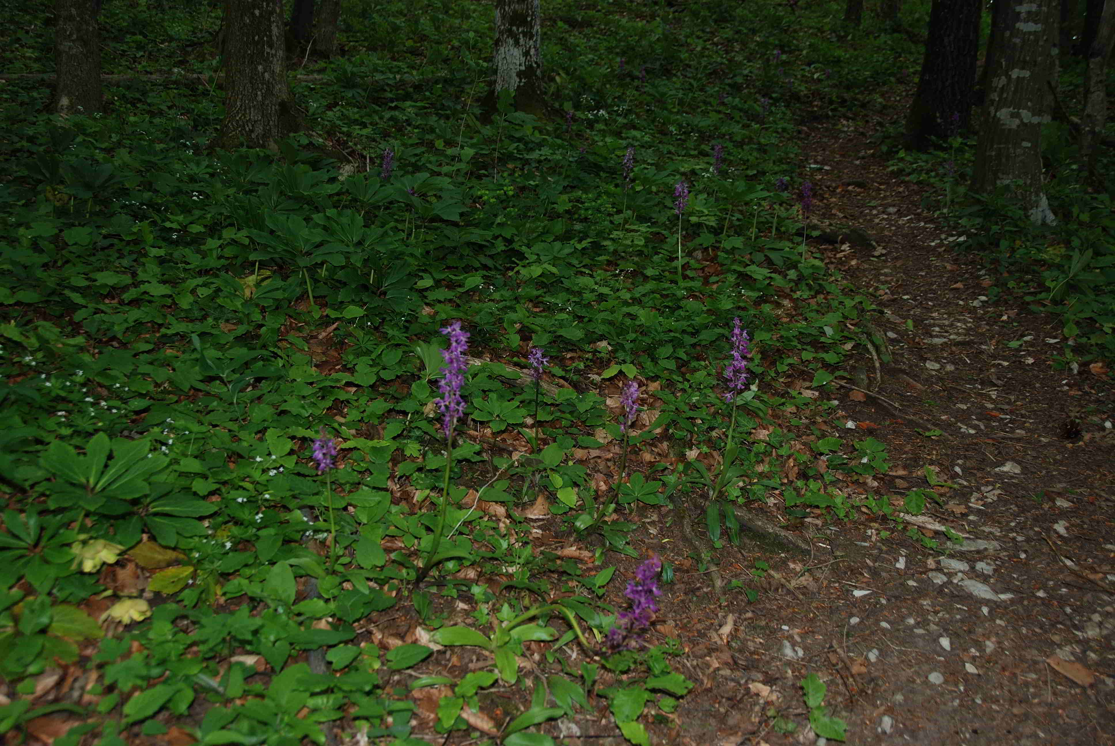 Lilienfeld-20052017-(62)-Weg zum Leopoldseder-Manns Knabenkraut.JPG