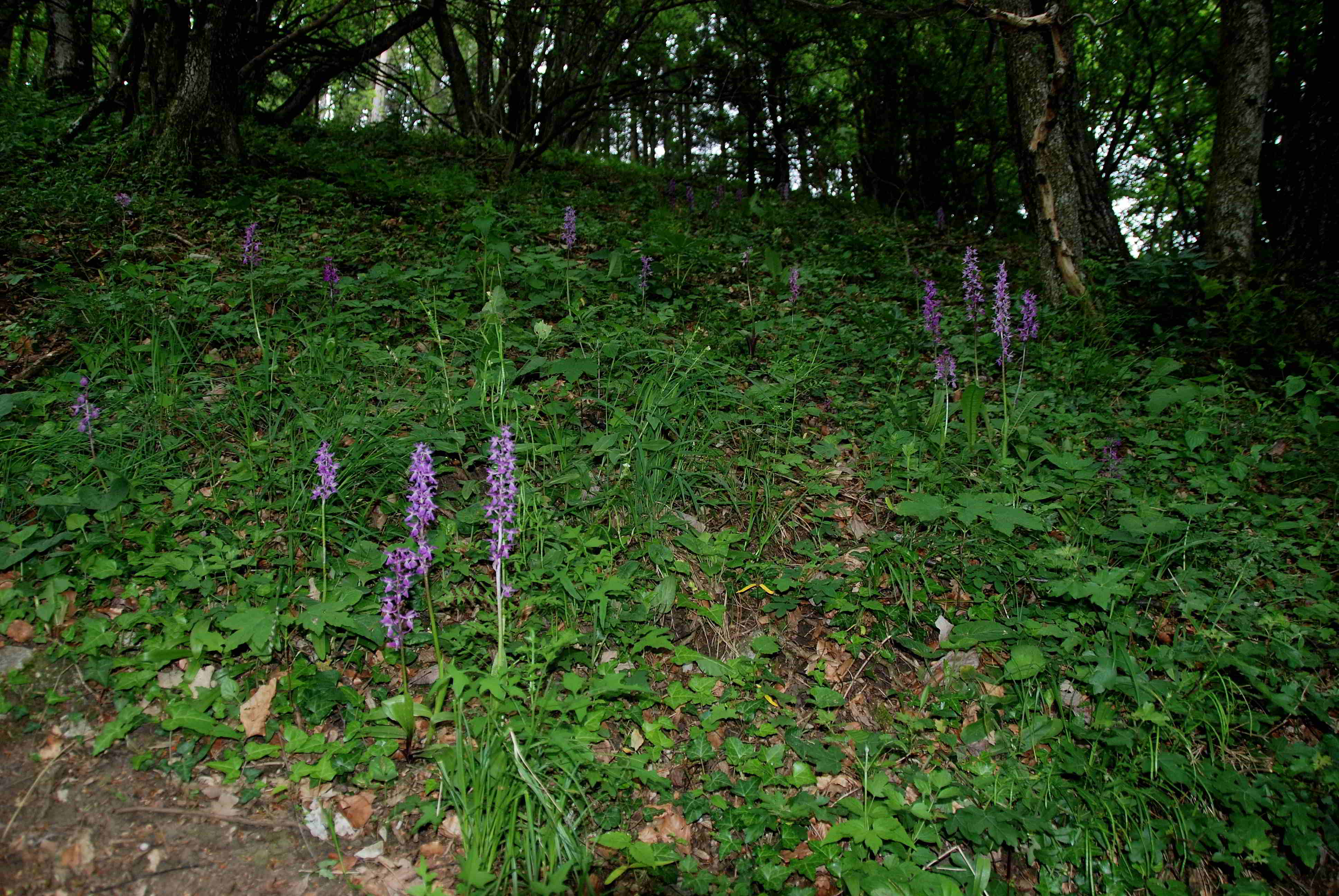 Lilienfeld-20052017-(63)-Weg zum Leopoldseder-Manns Knabenkraut.JPG