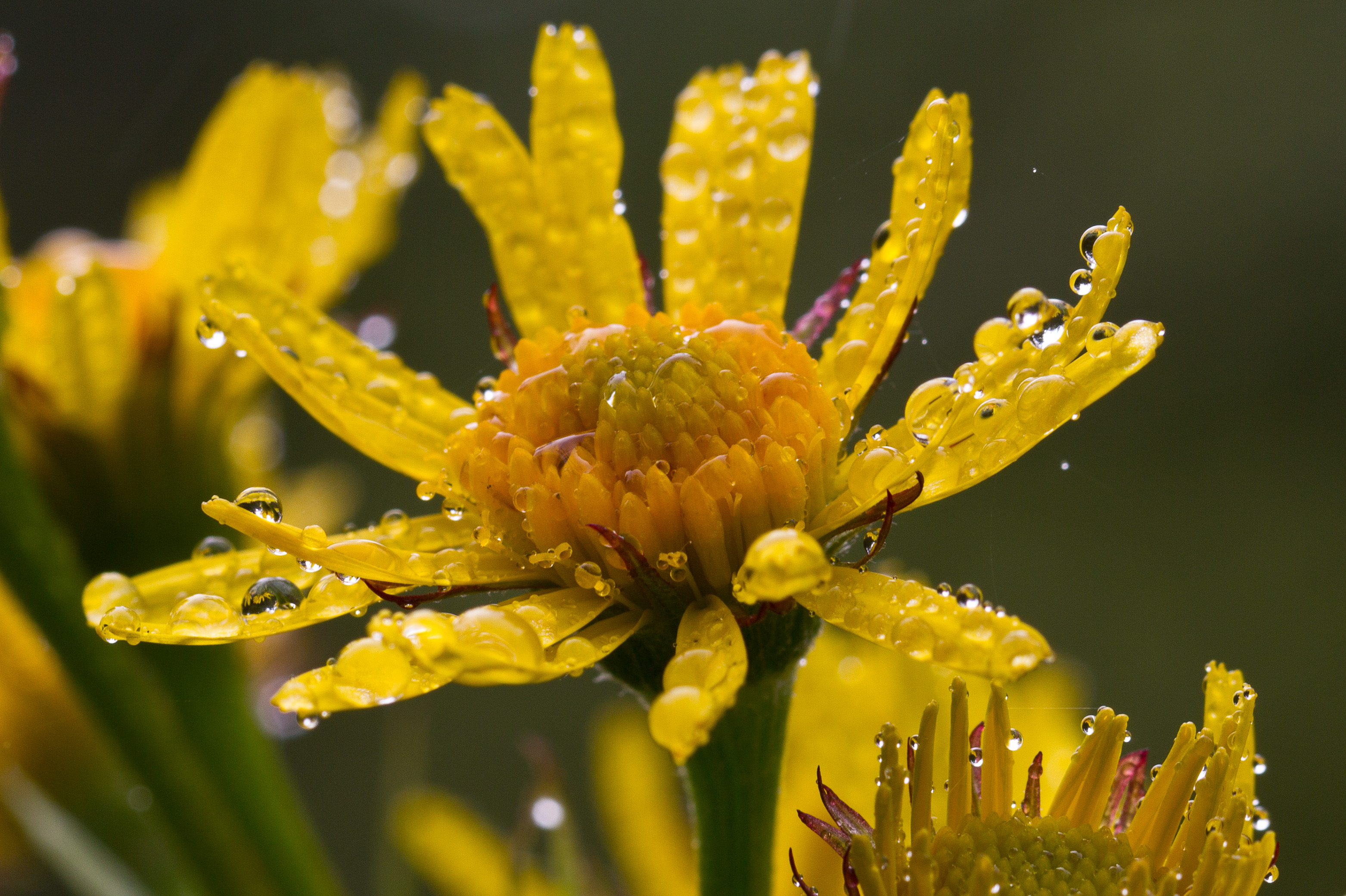 Asteraceae_Tephroseris crispa 1.jpg