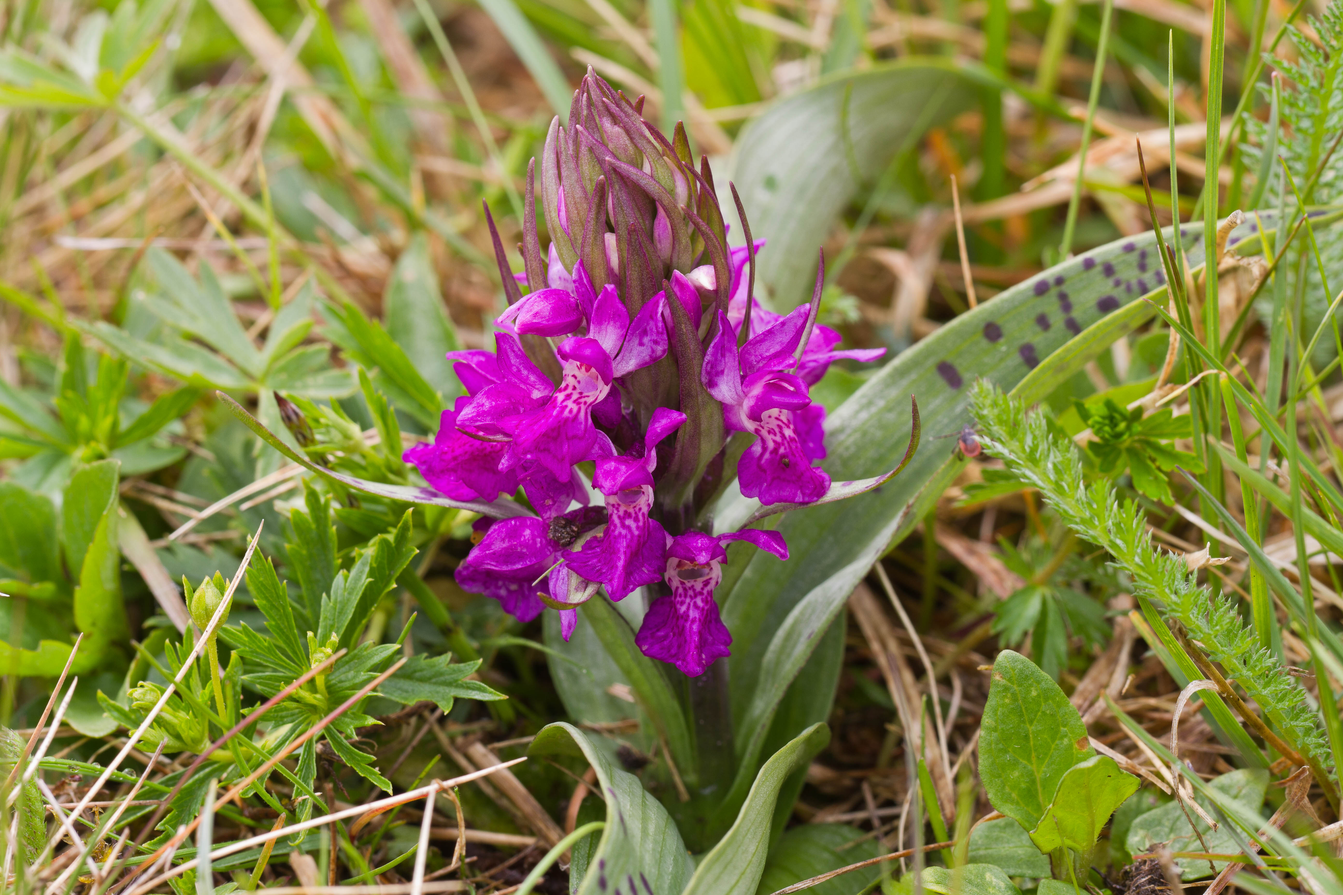 Orchidaceae_Dactylorhiza maculata 1-2.jpg