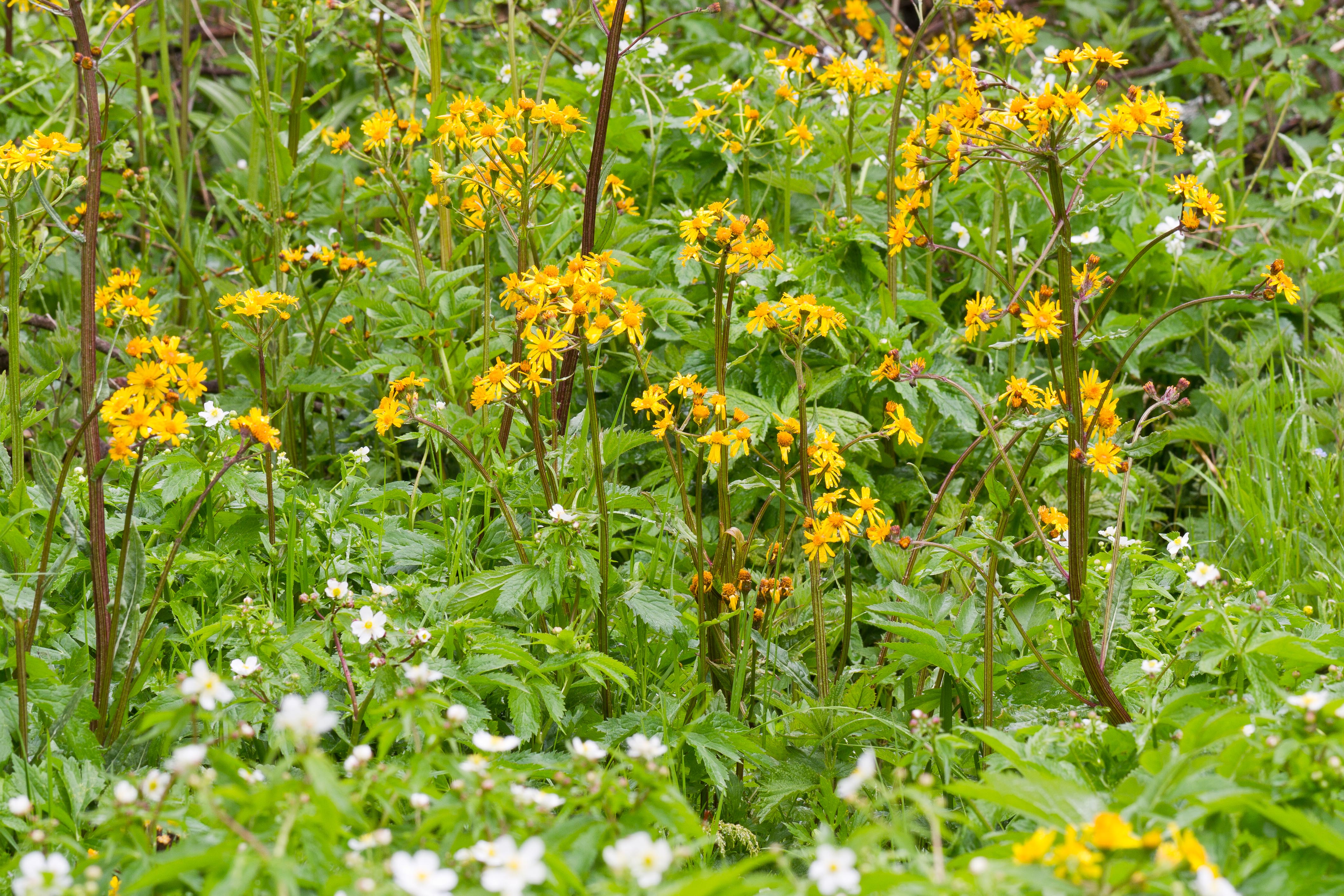 Tephroseris crispa und Ranunculus aconitifolius 1-2.jpg