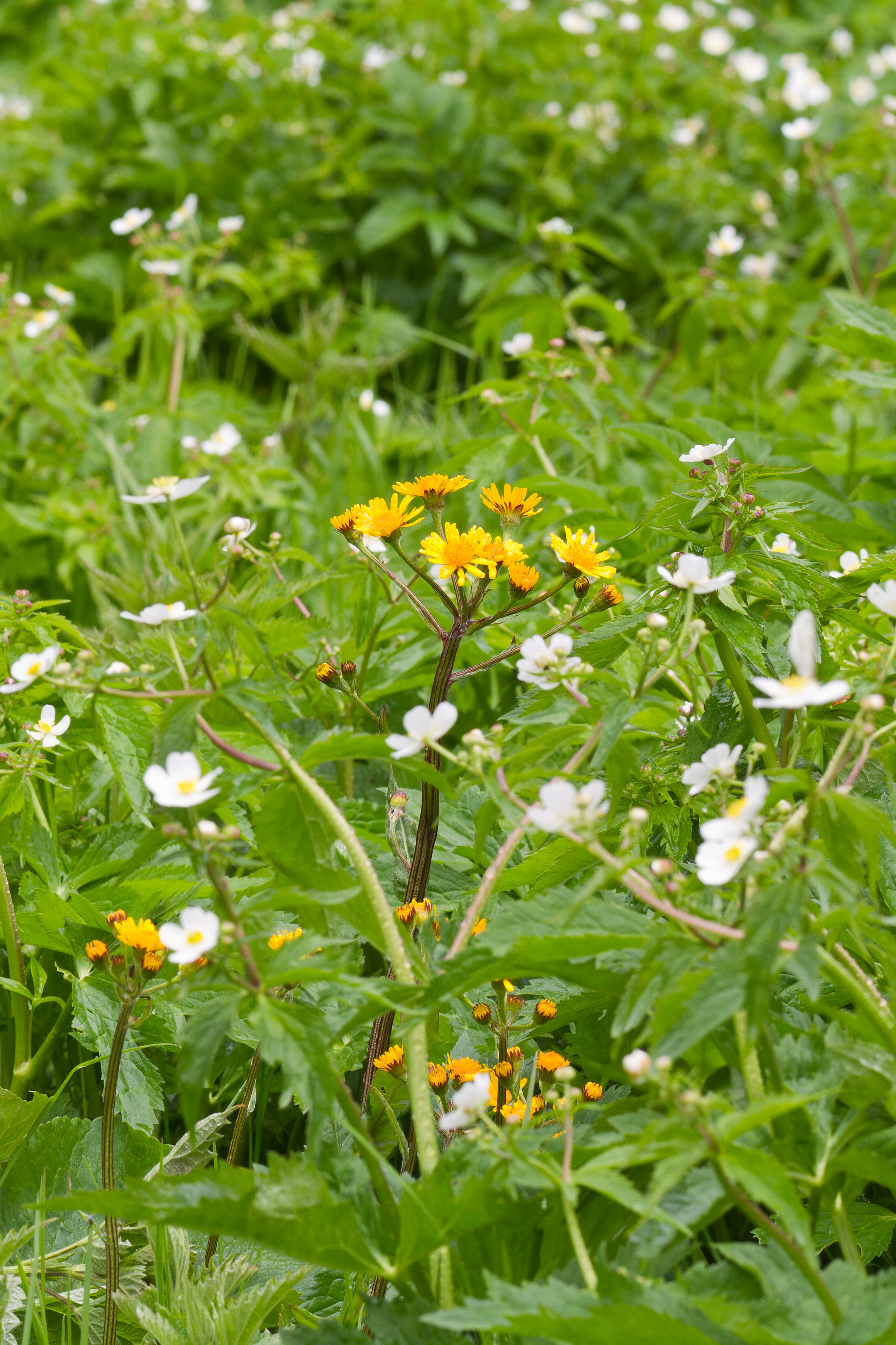 Tephroseris crispa und Ranunculus aconitifolius 2 det-2.jpg