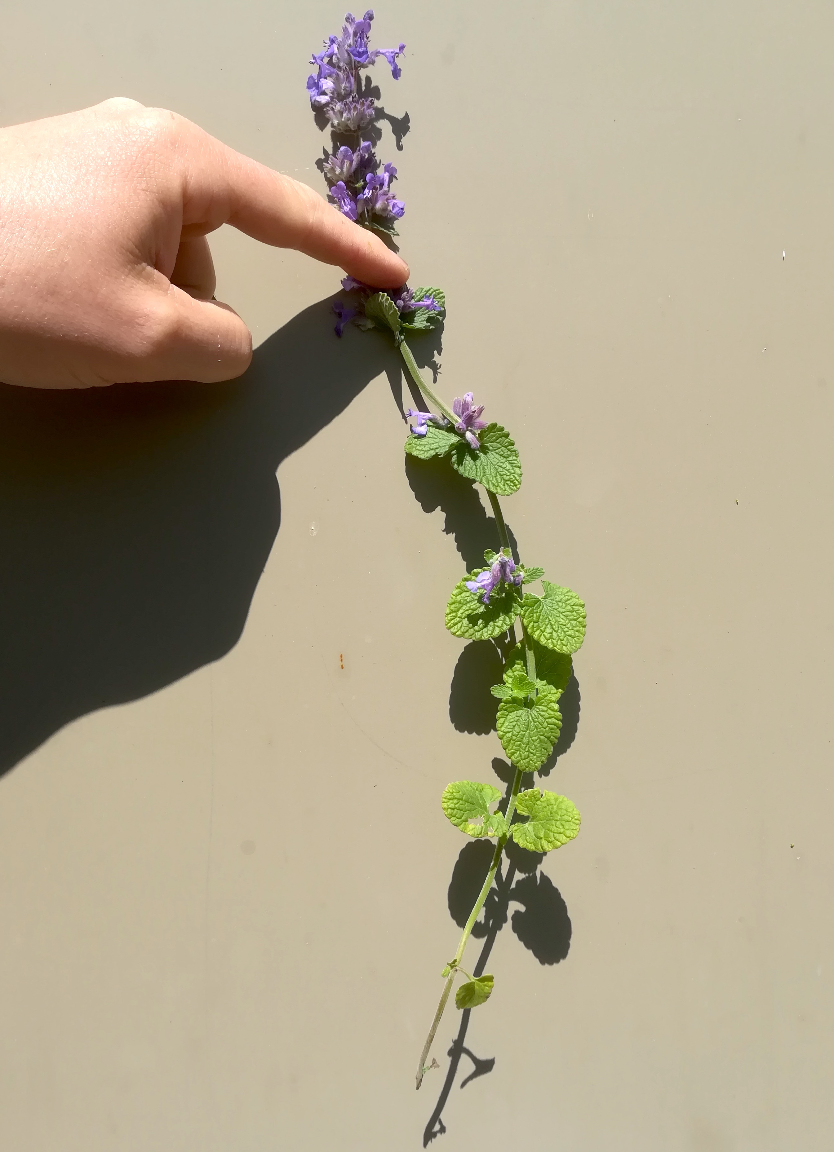 nepeta cf. racemosa hirtenberg_20190524_110928.jpg