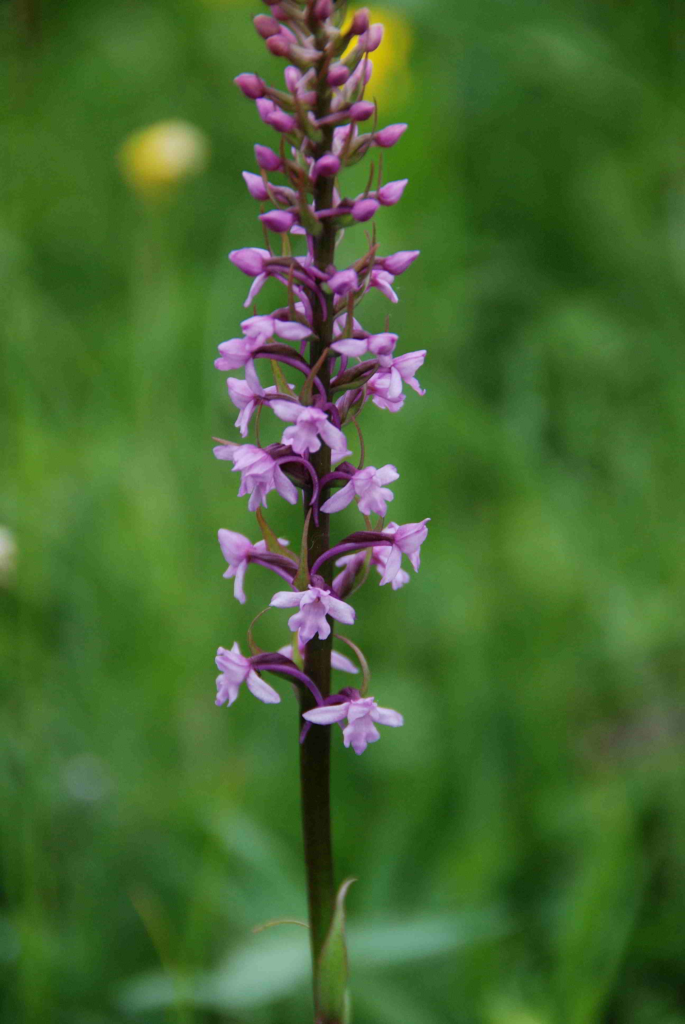 Lilienfeld-20052017-(80)-obere Leopoldsederwiese-Mückenhendelwurz.JPG