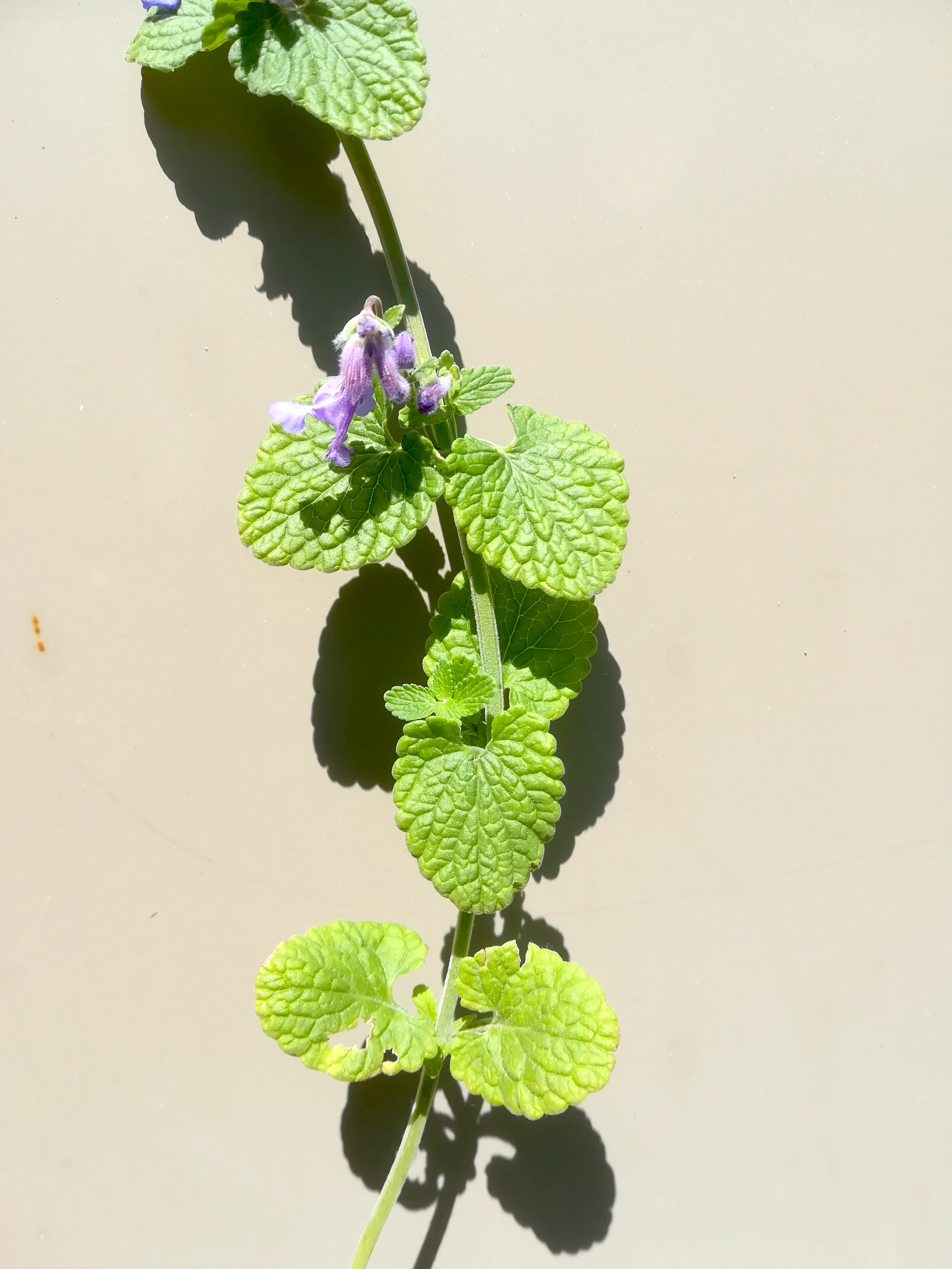 nepeta cf. racemosa hirtenberg_20190524_110933.jpg