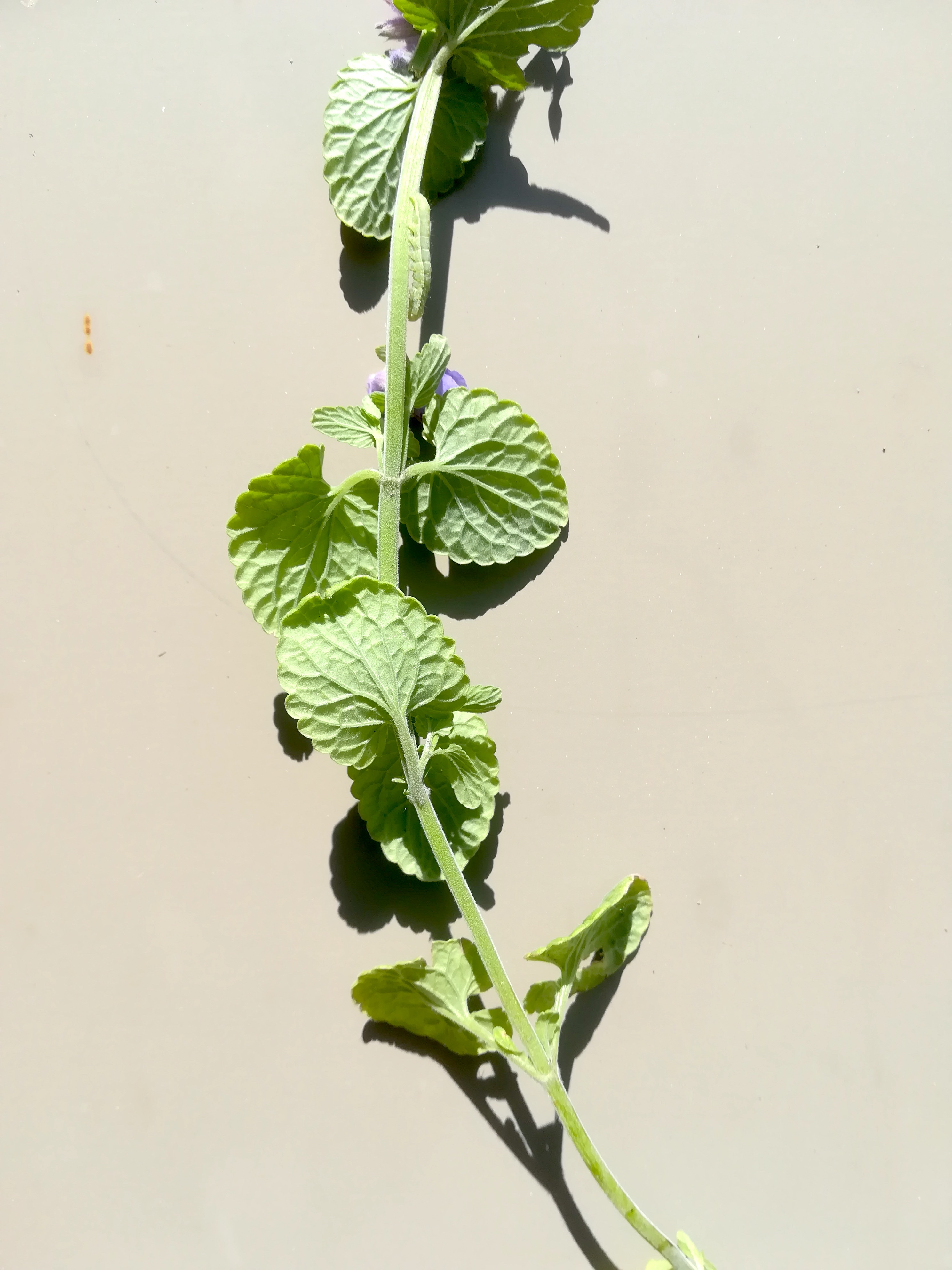 nepeta cf. racemosa hirtenberg_20190524_110957.jpg